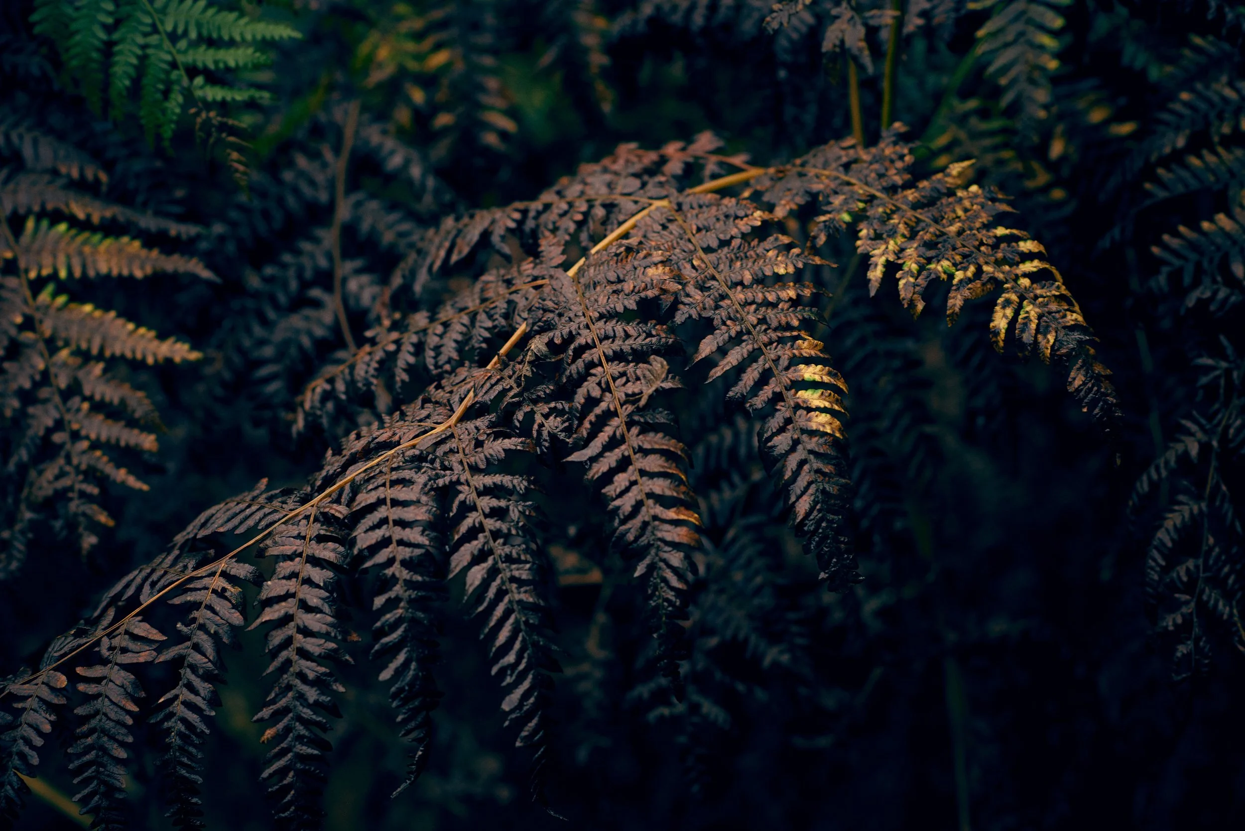 Close-up of fern in low light, detailed texture from forest floor