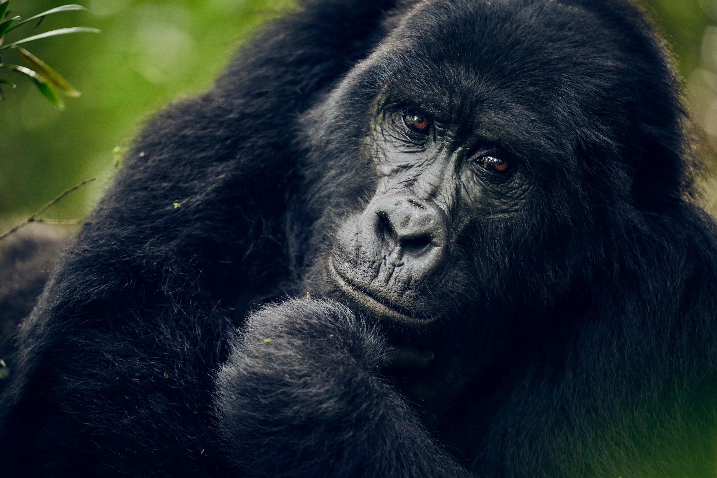 Close-up of mountain gorilla resting, detailed portrait in natural habitat