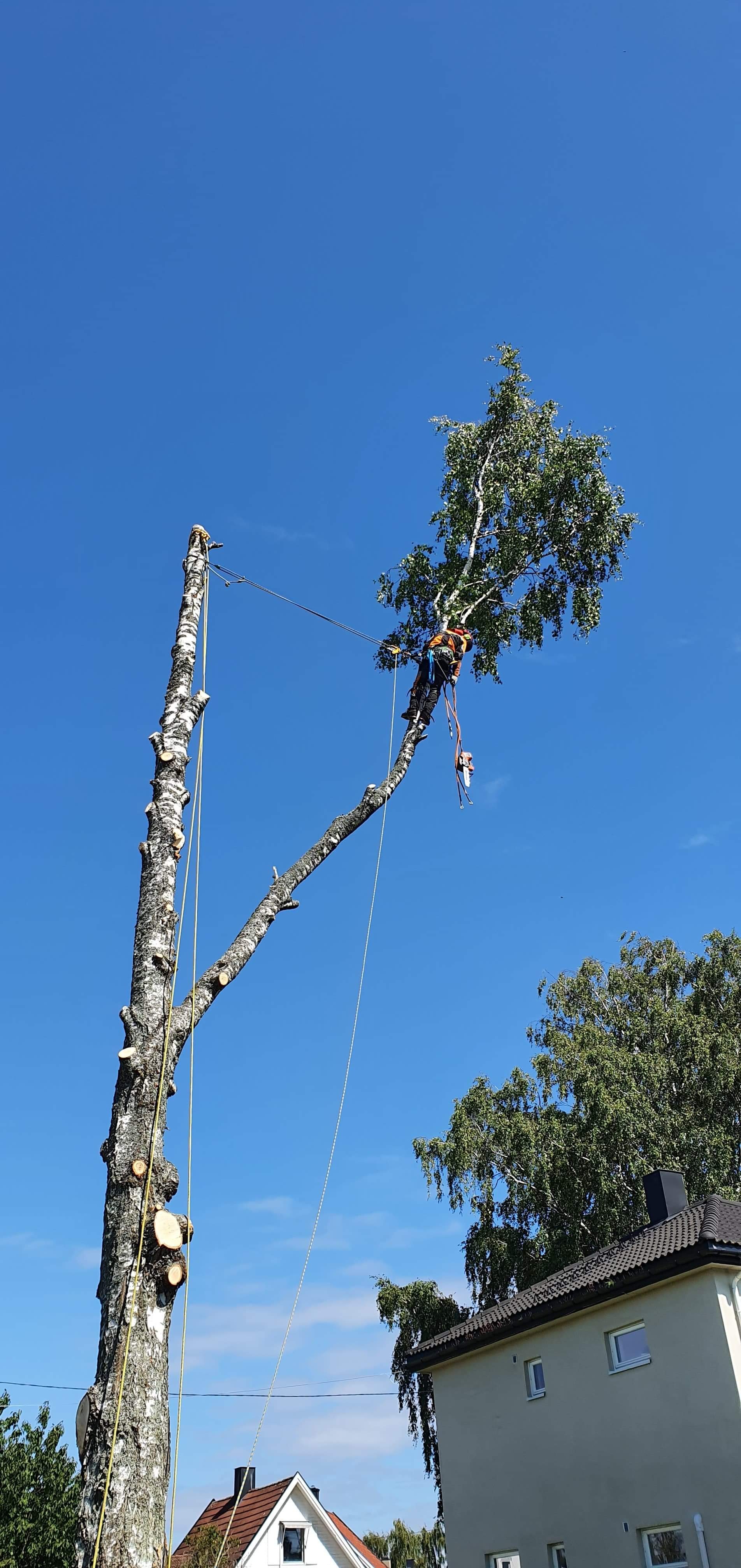 Arborist trimming or removing a tall tree next to houses under a clear blue sky.