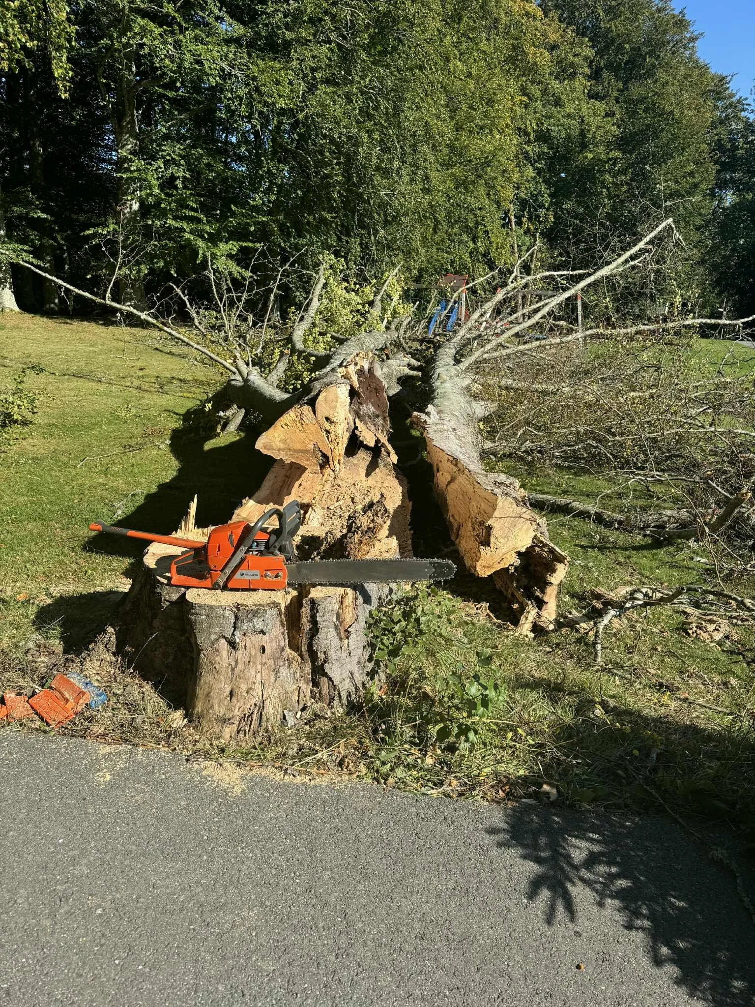Large uprooted tree lying on green grass with a chainsaw placed on the cut trunk, surrounded by fallen branches and remaining trees in the background.