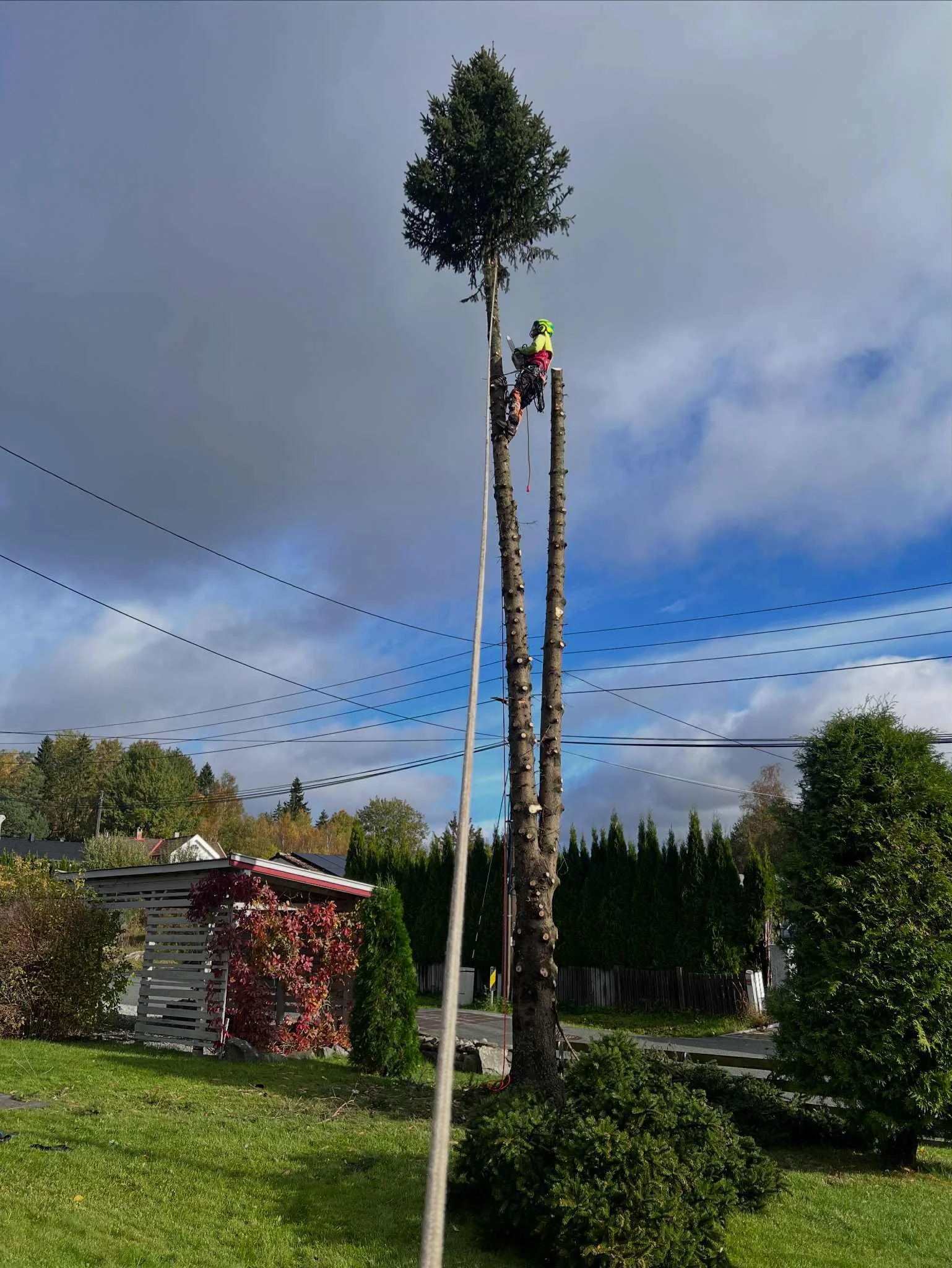 A worker wearing a green helmet and safety gear climbing a tall tree with a harness, while another worker is at the top of the tree, cutting or trimming branches, with a bright sunny sky and residential area in the background.