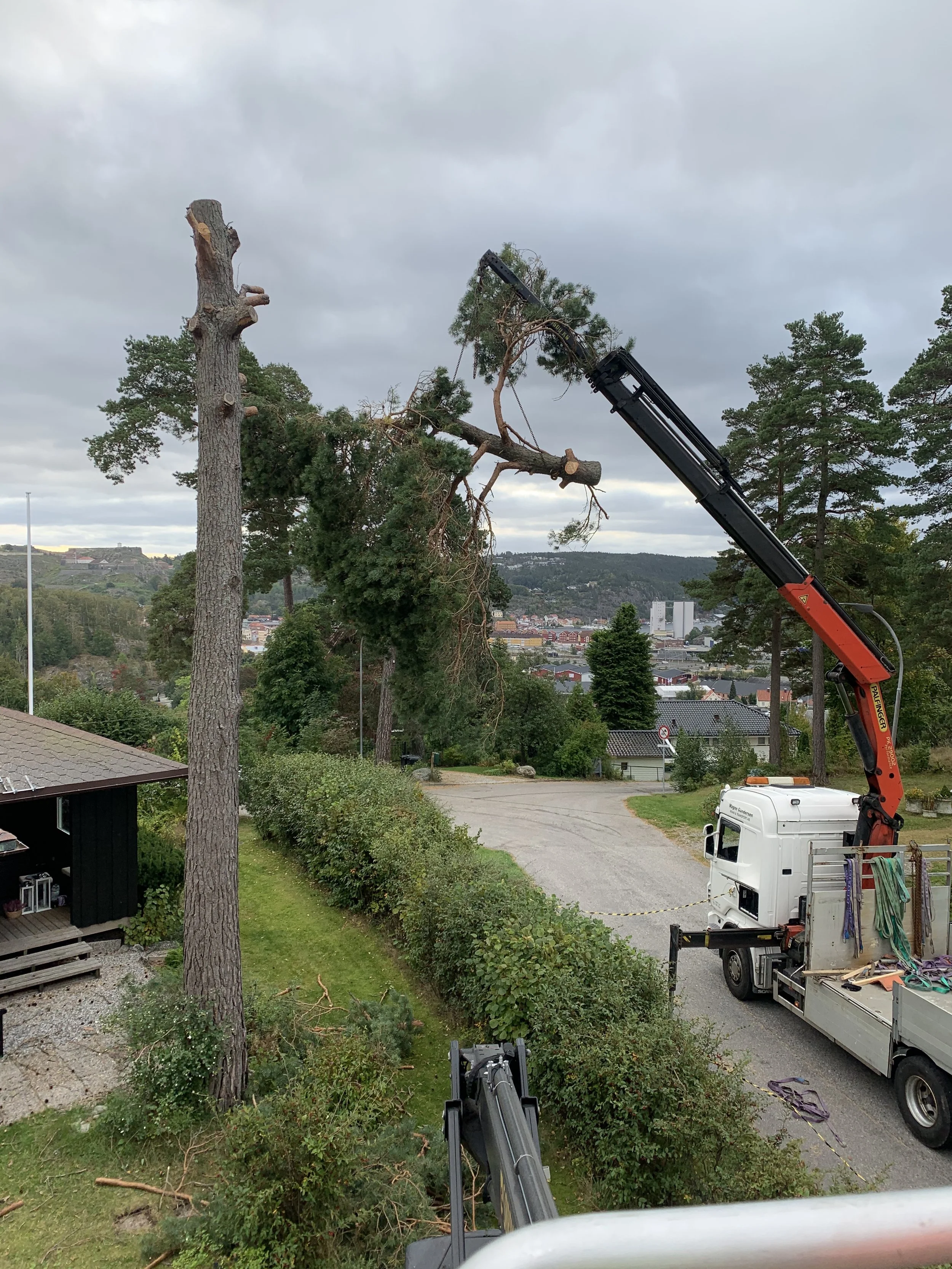 A tree being cut down with a crane on a truck in a residential area, with some branches and leaves falling.