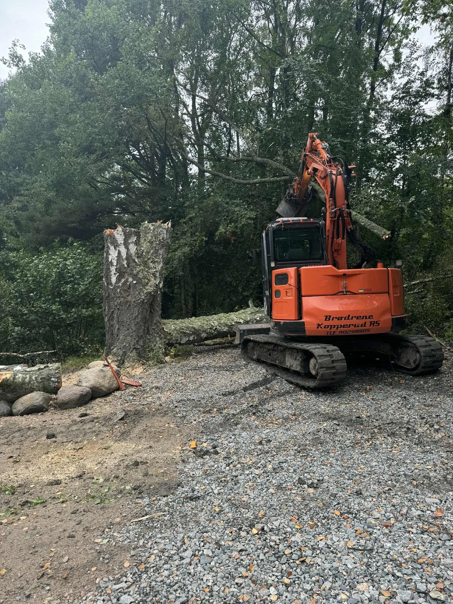 A large orange excavator cutting down a big tree in a wooded area.
