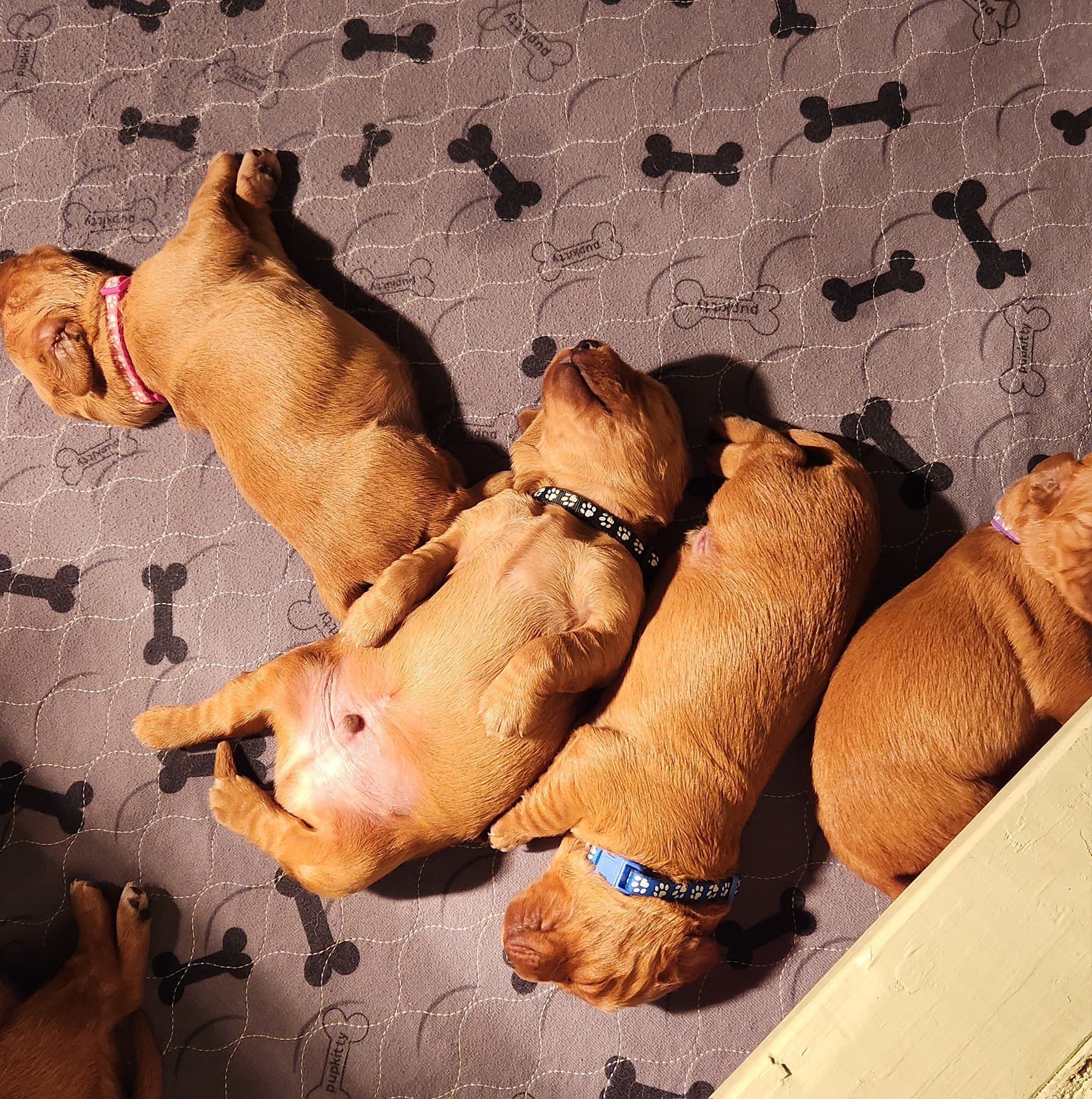 Four small brown puppies with pink and blue collars lying and sleeping on a dog bone patterned mat.