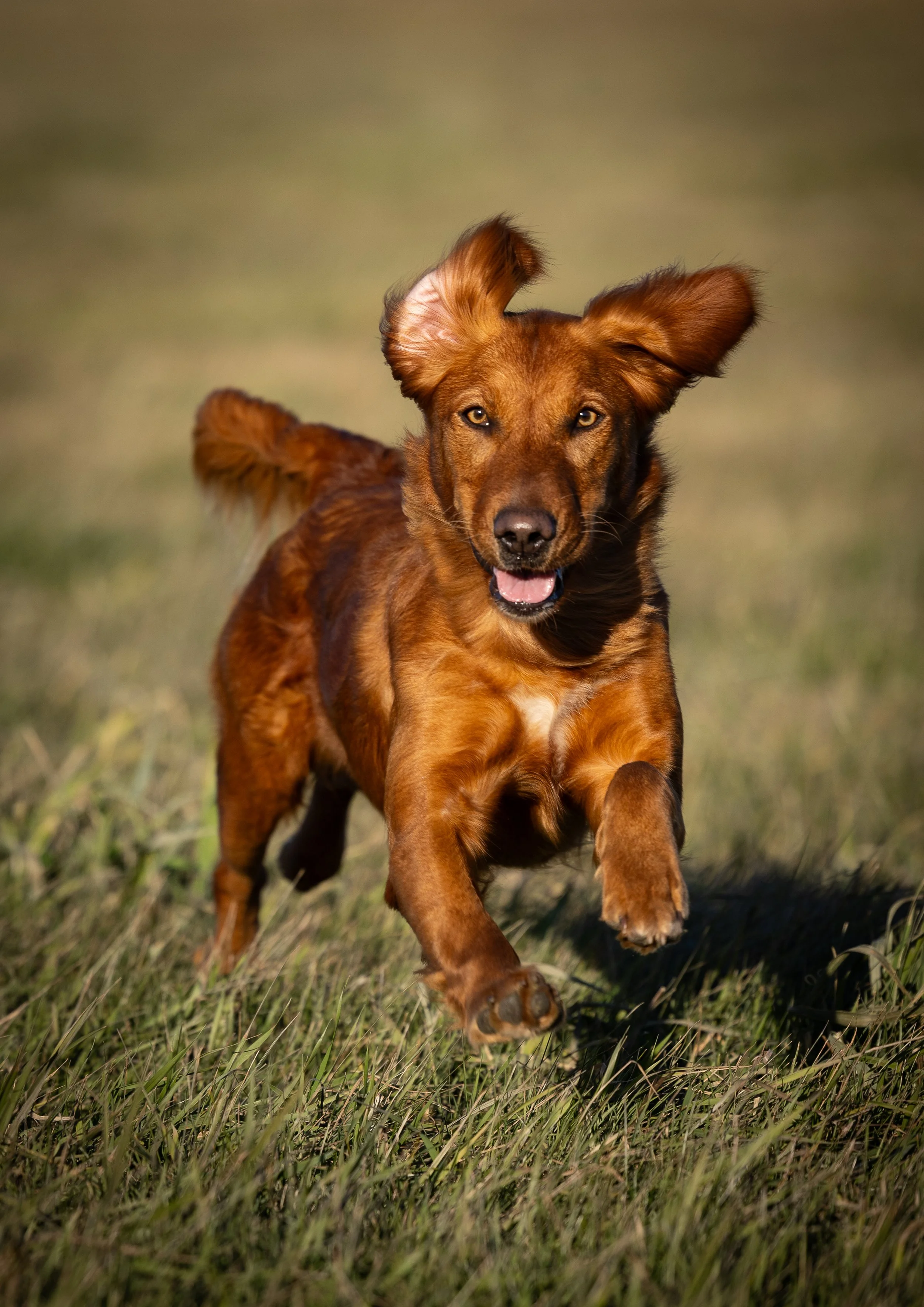 A brown dog running on grass in an open field.