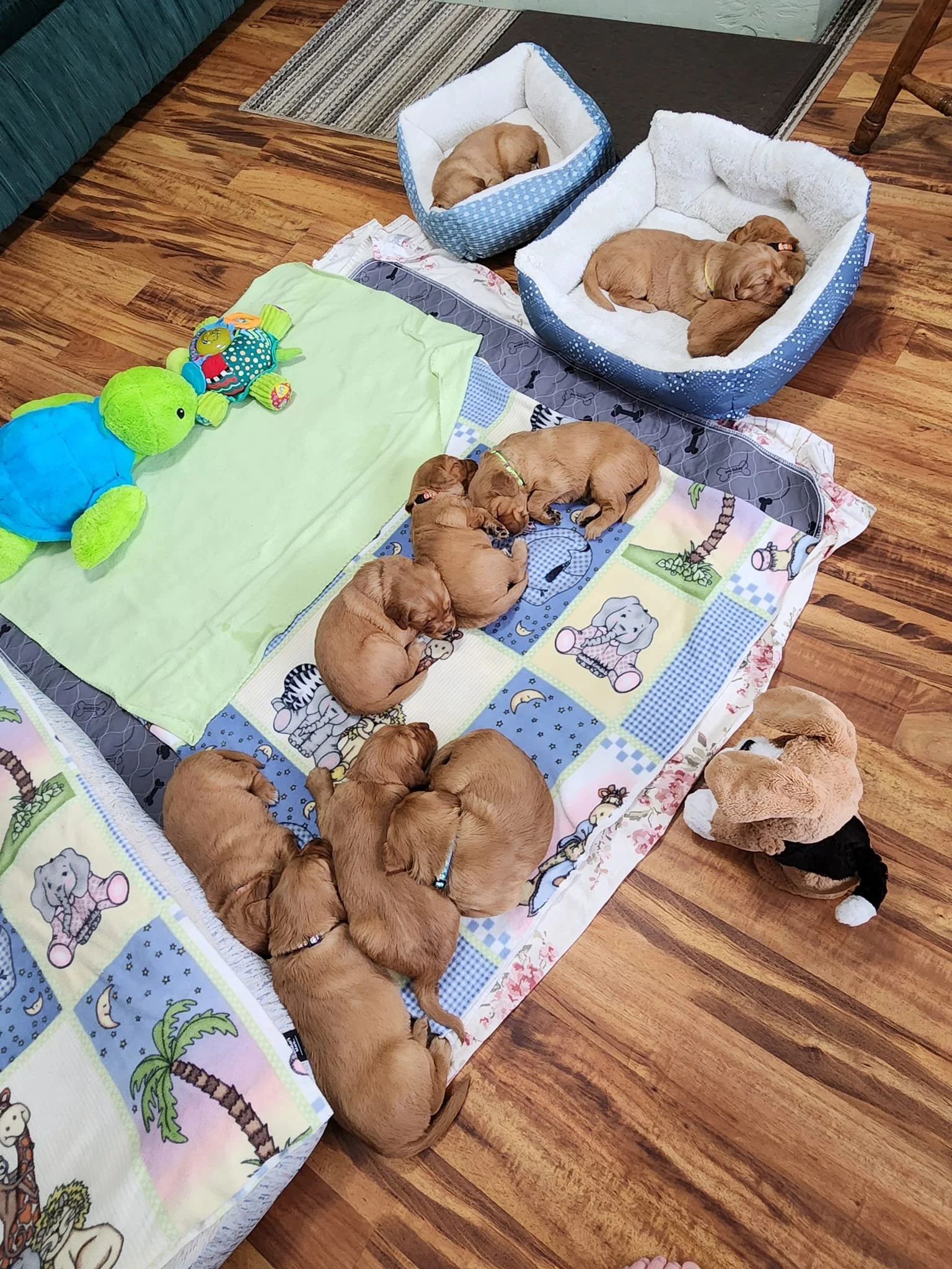 Multiple golden retriever puppies sleeping on a colorful blanket with dog-themed designs, two puppies in blue beds, one puppy on the floor next to a stuffed turtle toy, and another puppy lying partially on the blanket.