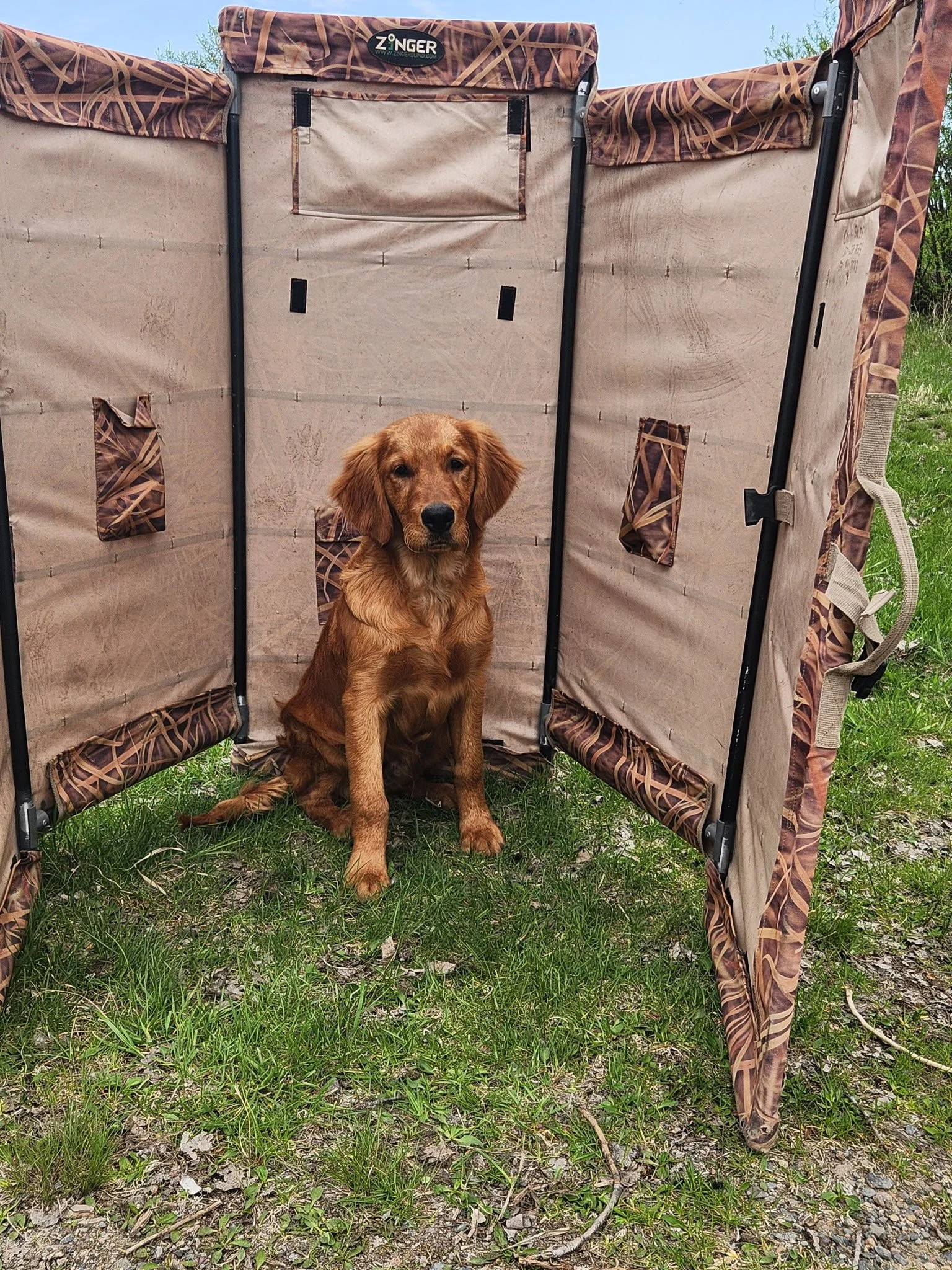 A young brown dog sitting inside a beige and camo-patterned portable dog crate outdoors on grass.