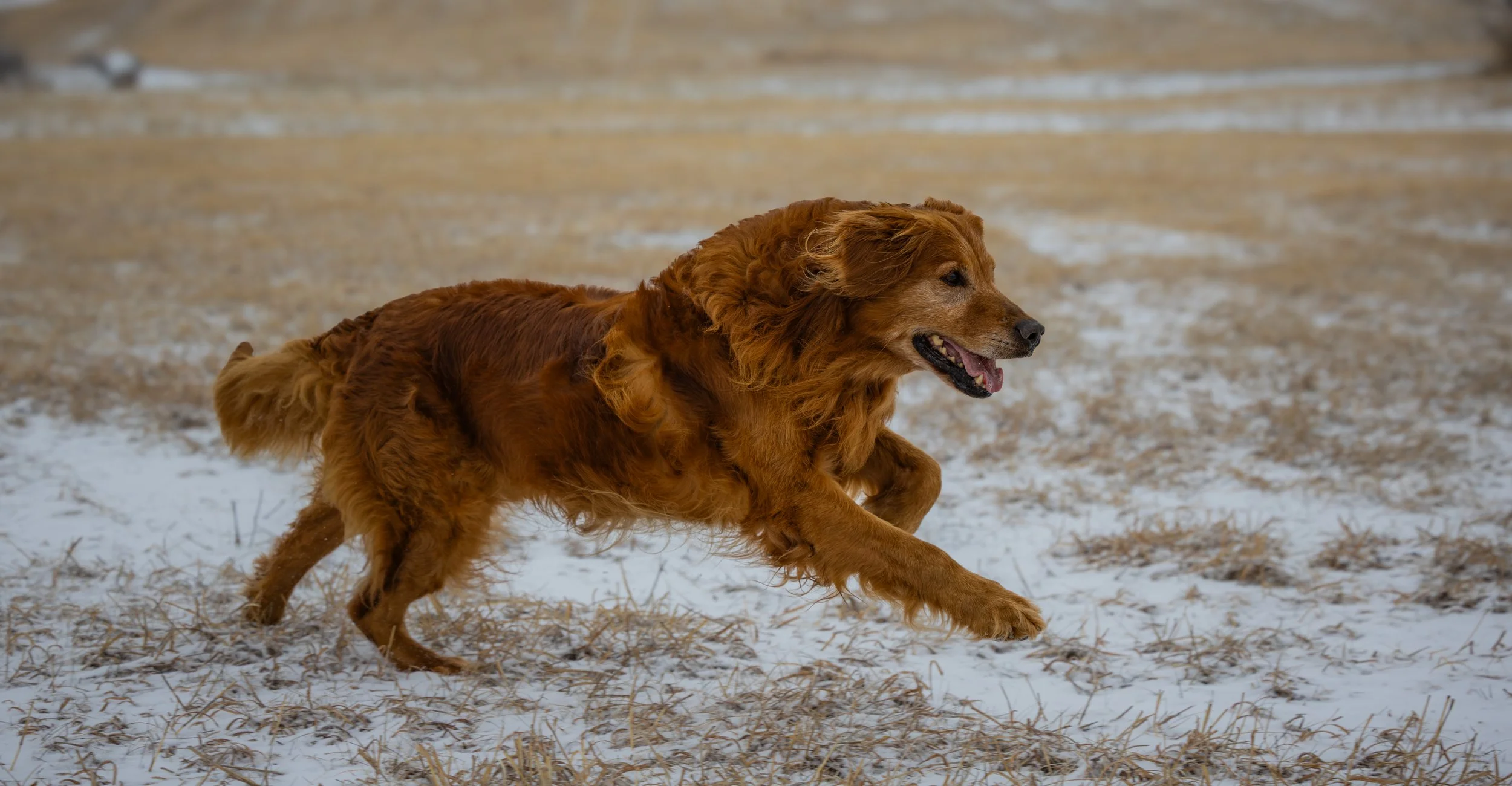 A young brown dog sitting inside a beige and camo-patterned portable dog crate outdoors on grass.