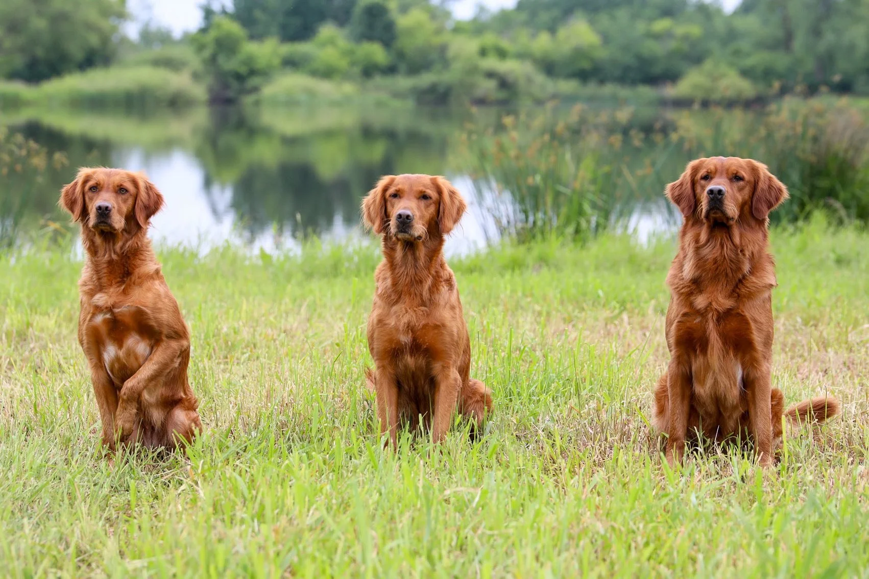 Three golden retrievers sitting on grass near a lake in a natural setting.