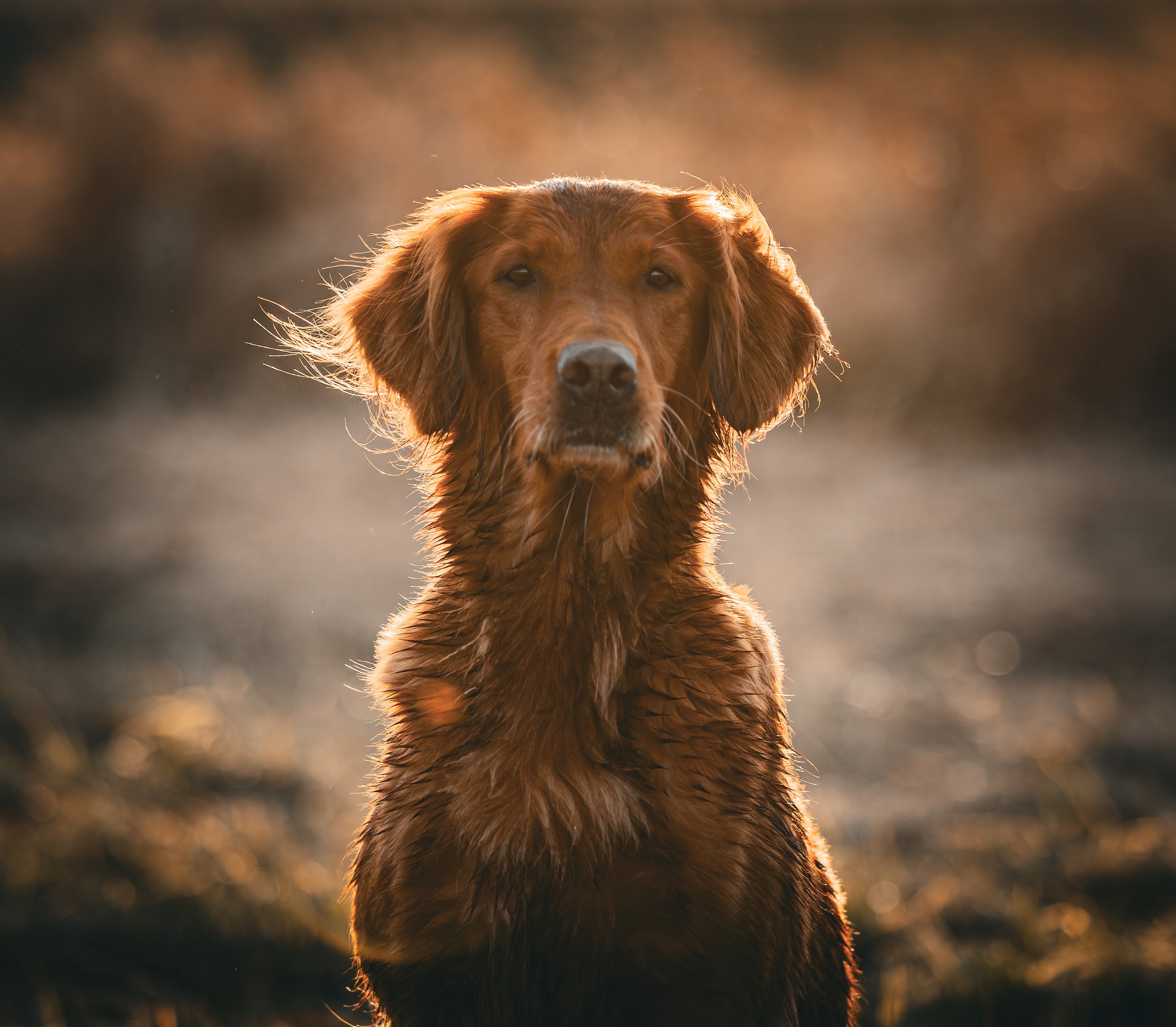 A brown dog sitting outdoors at sunset, looking directly at the camera with a blurred background.