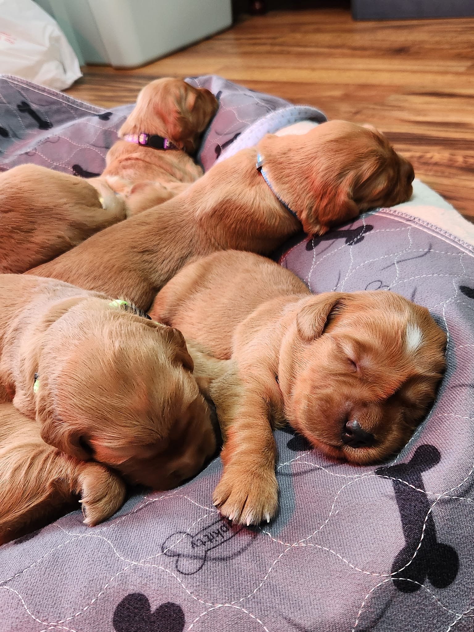Five adorable golden retriever puppies sleeping closely together on a fabric surface with bone and paw print patterns.