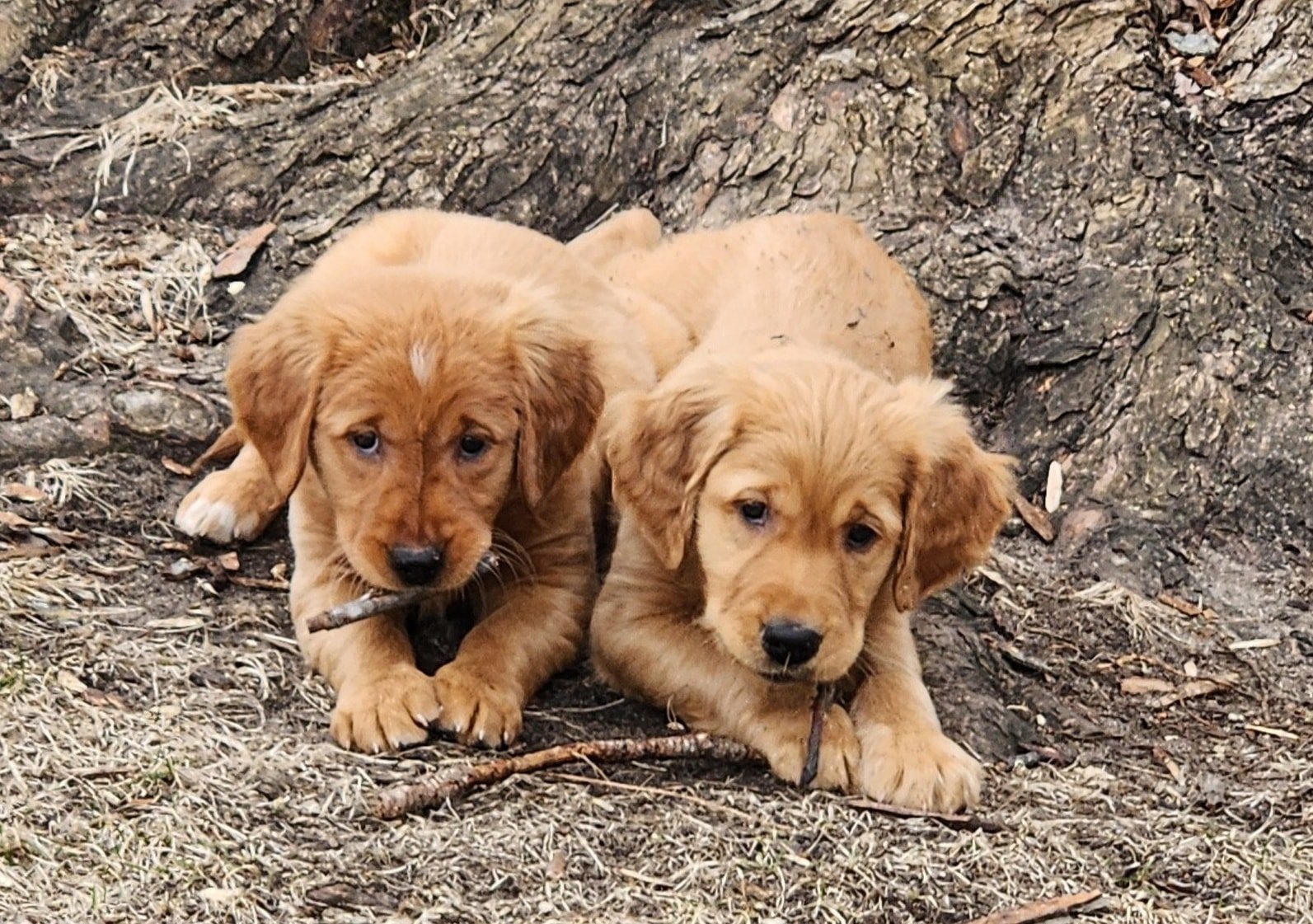 Two golden retriever puppies lying on the ground near a tree, each with a small stick in their mouths.