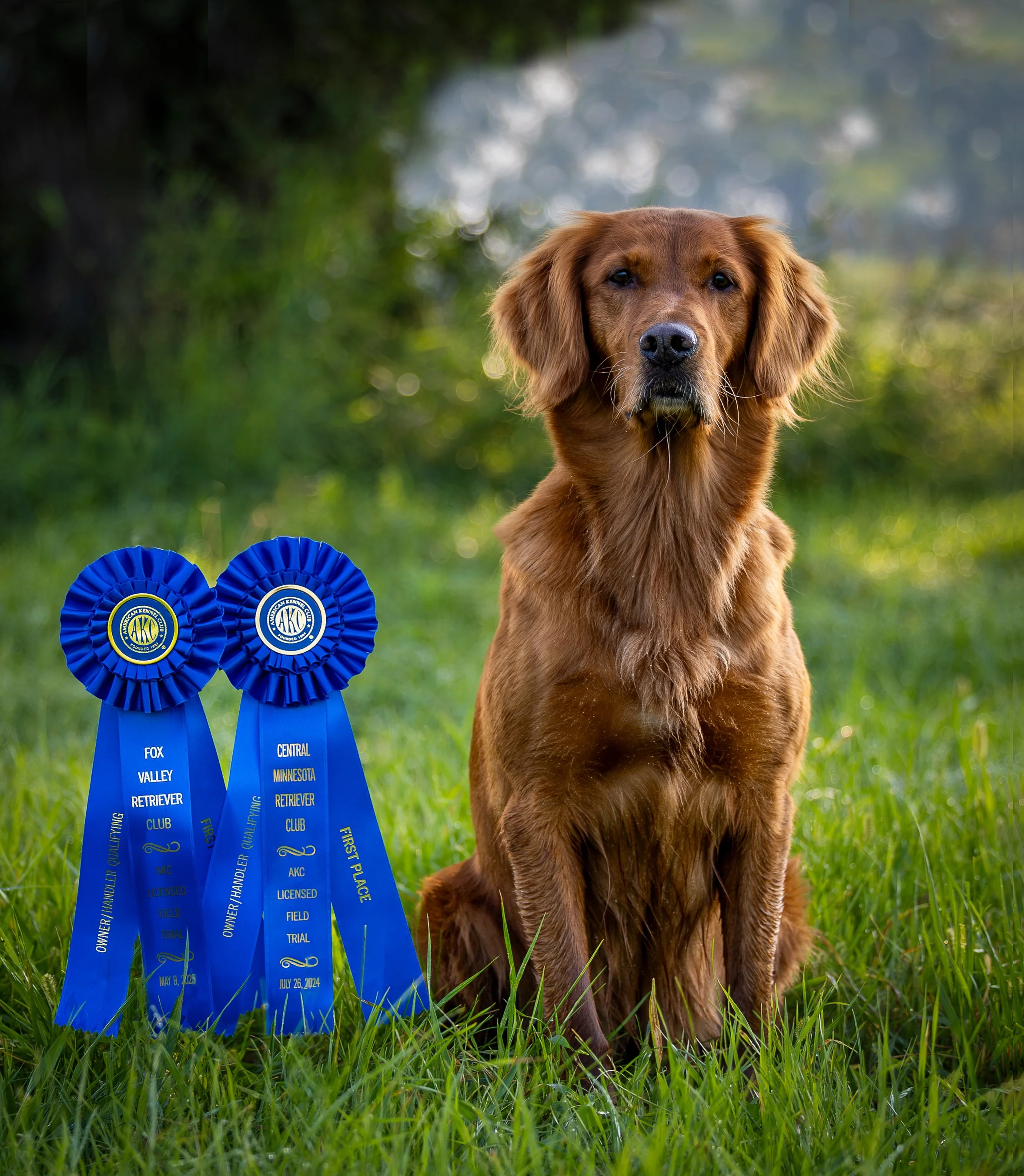 A golden retriever sitting on green grass outdoors next to two blue ribbon awards.