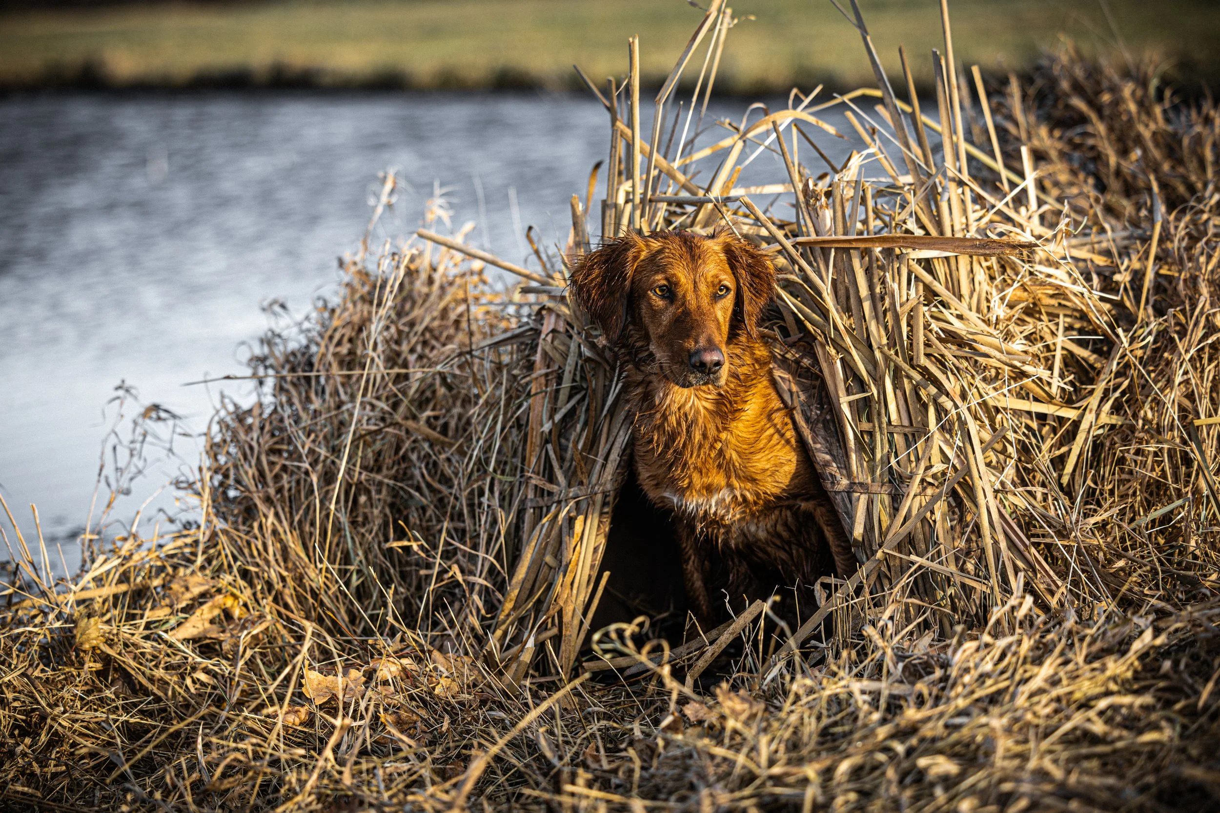 A dog with wet fur emerging from reeds near a body of water during sunset.