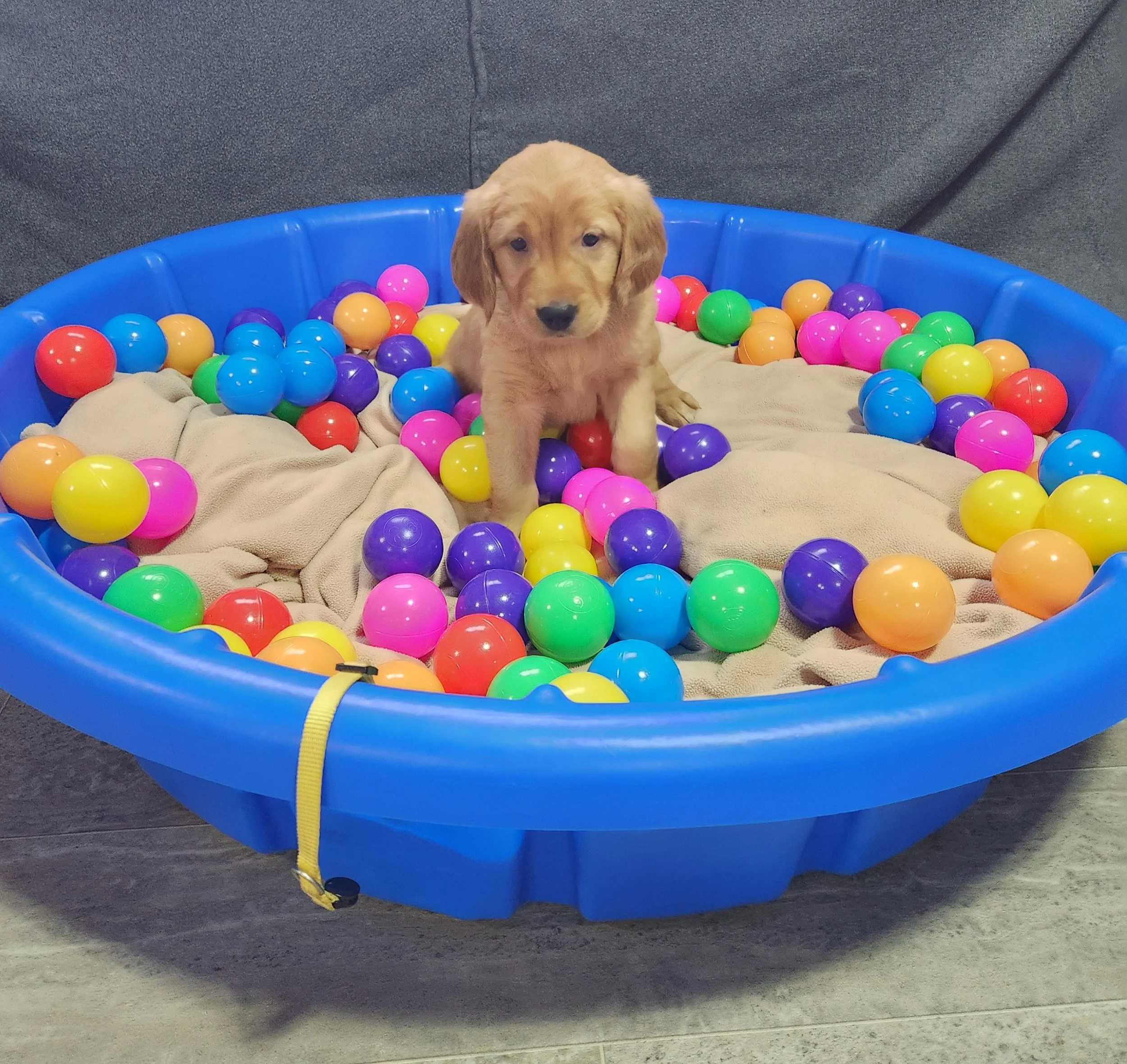 Golden retriever puppy sitting in a blue plastic ball pit filled with colorful plastic balls and a beige blanket.
