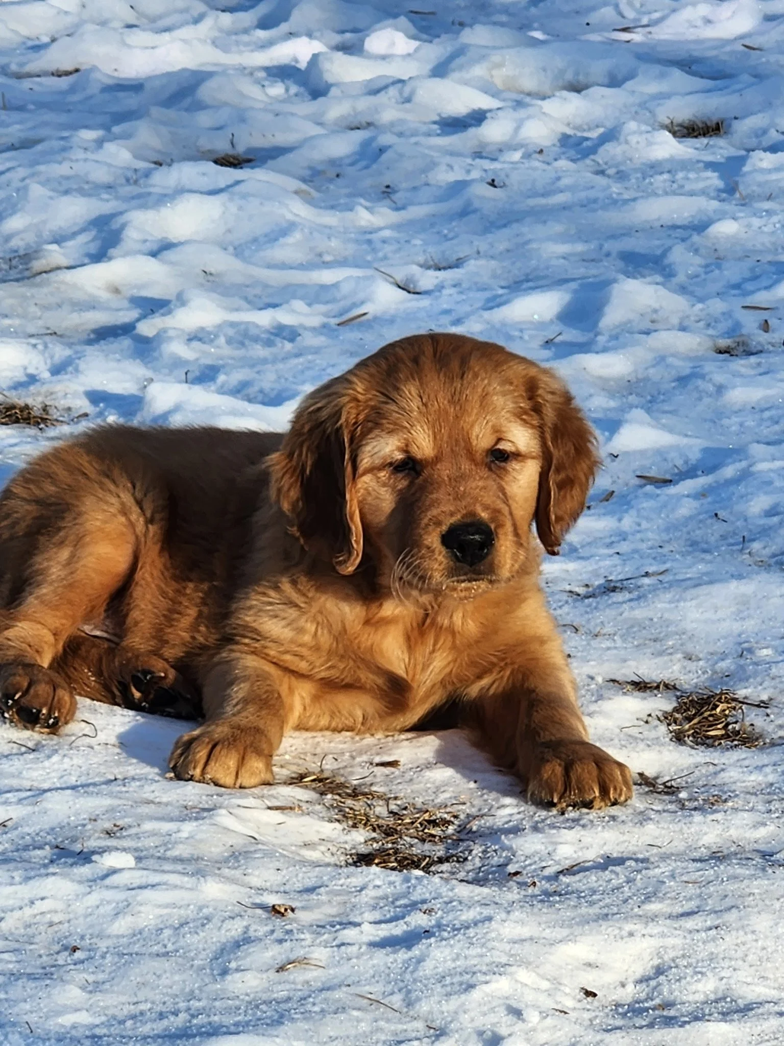 A golden retriever puppy lying on snow-covered ground outdoors.