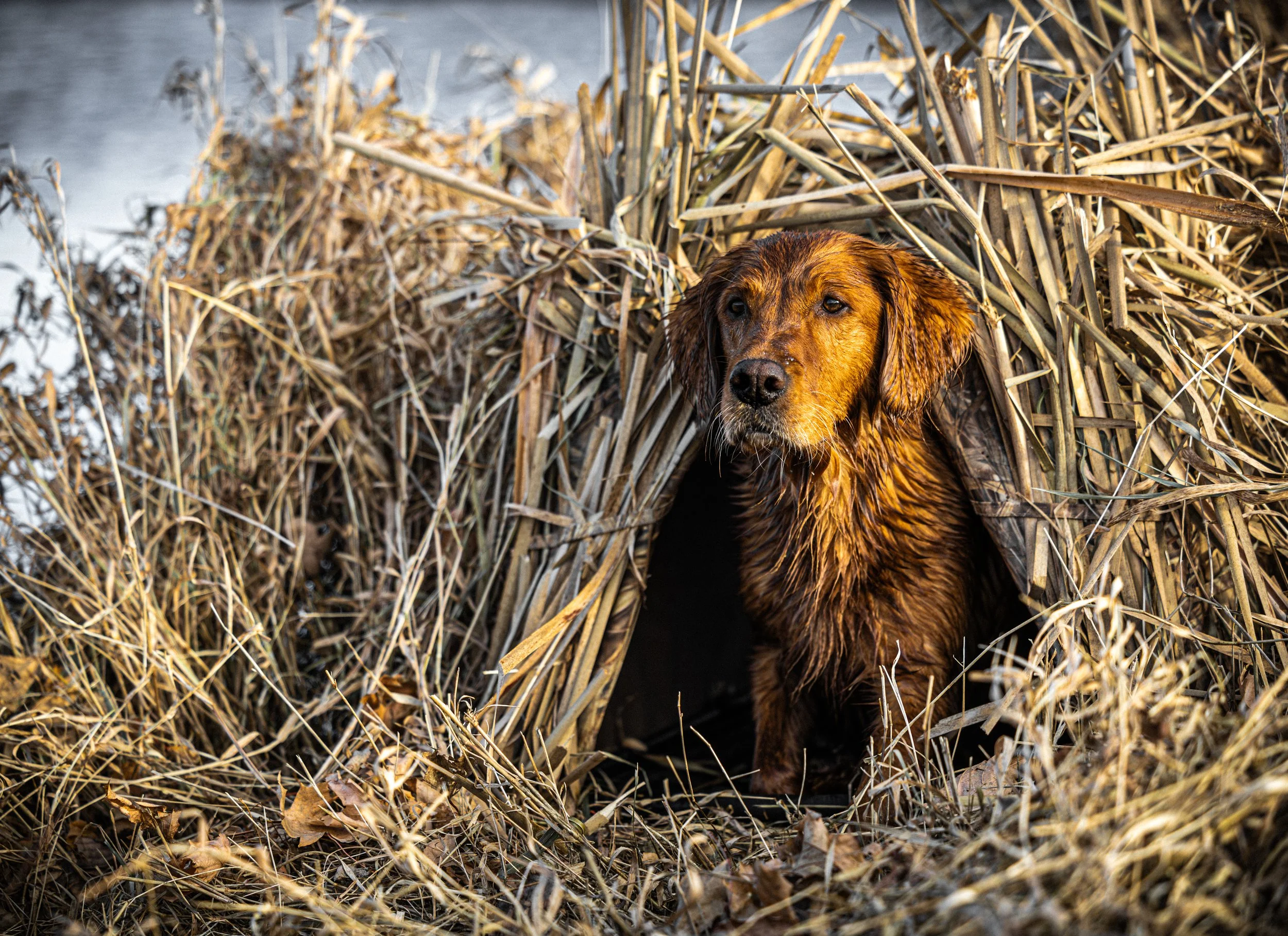 A dog with wet fur inside a den made of dried reeds.