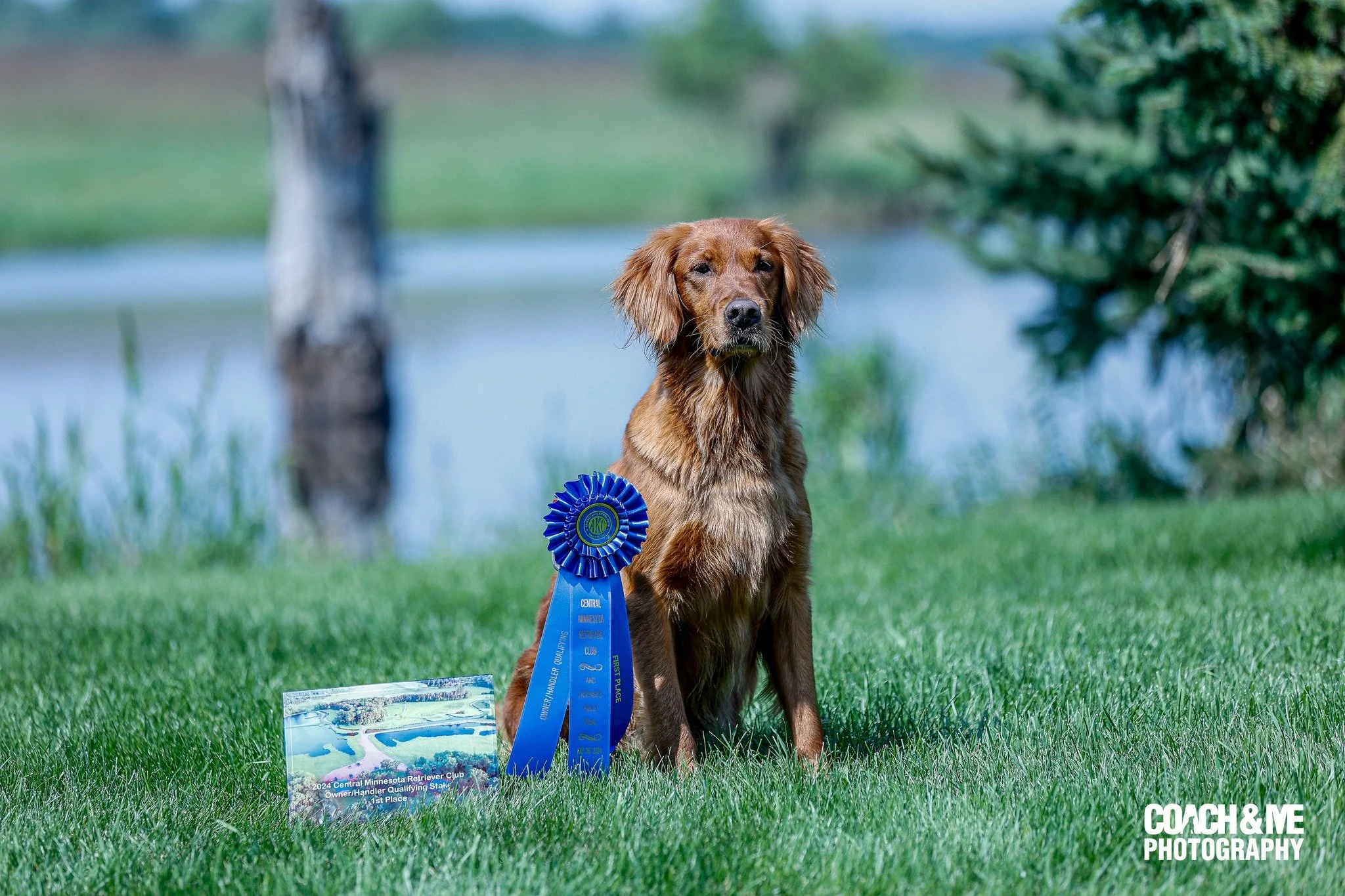 A retriever dog sitting on grass with a blue award ribbon on its side, near a lake and trees in the background.