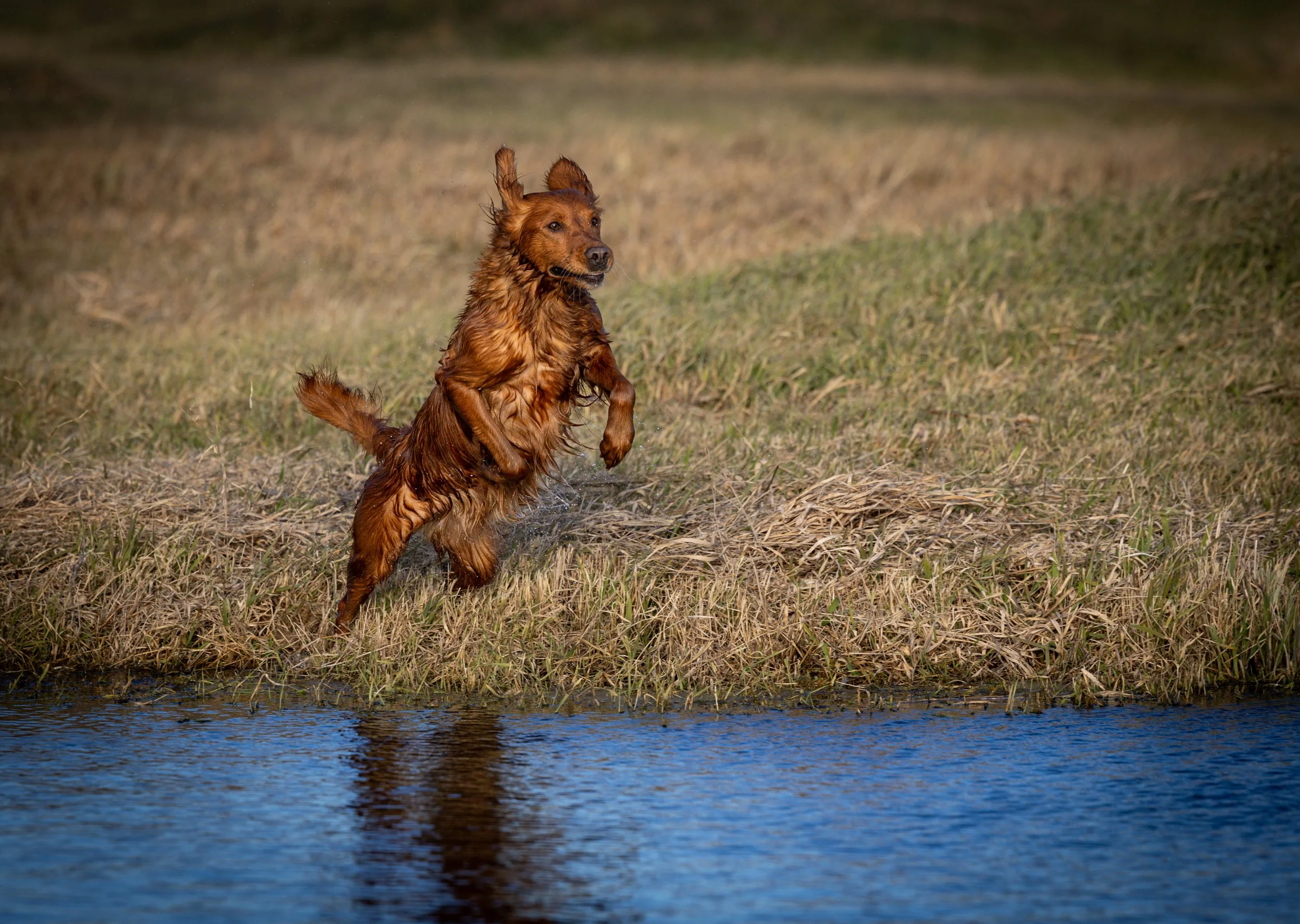 A wet, brown dog running into a body of water in a grassy outdoor area.