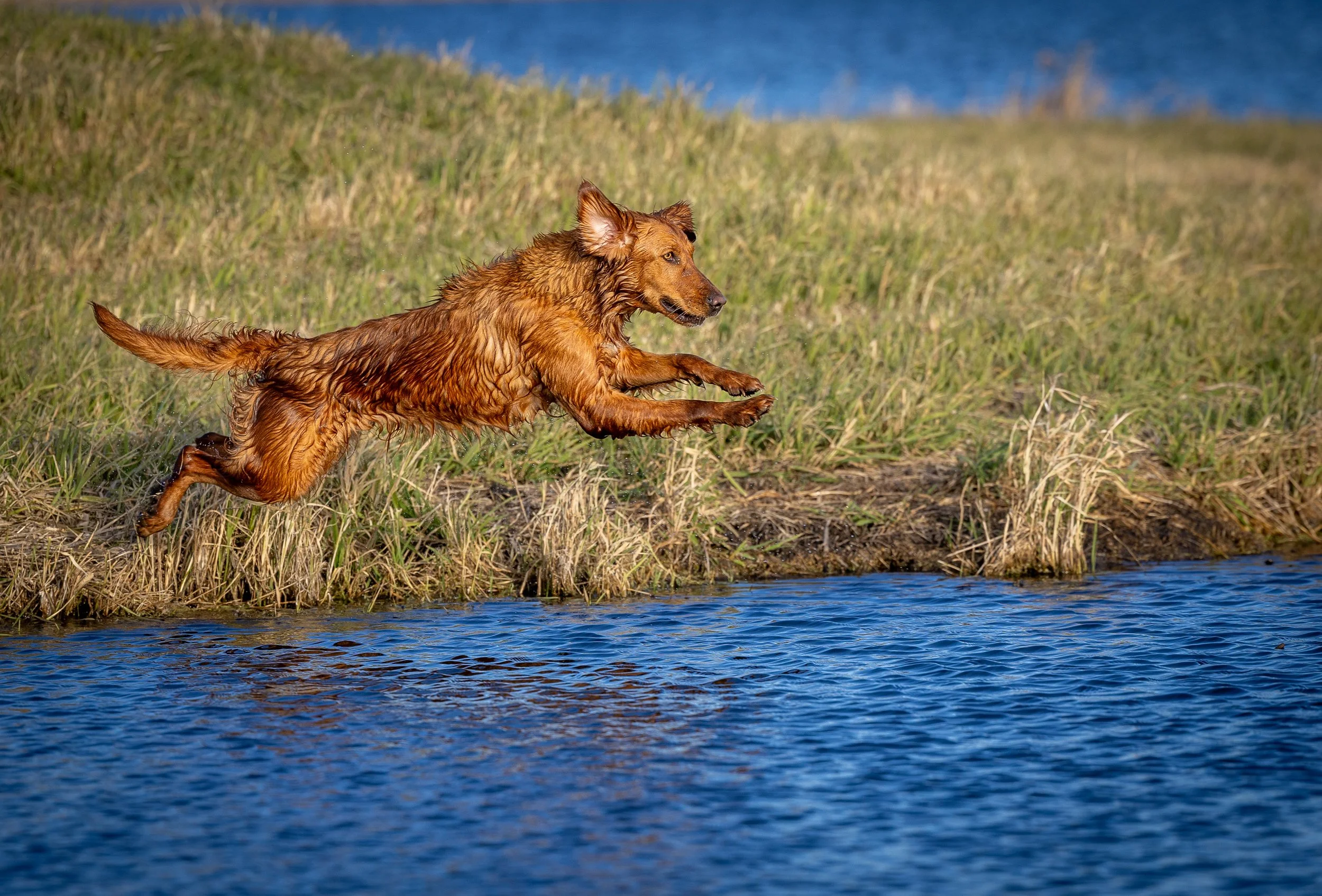 A wet brown dog running and jumping into a body of water on a grassy shoreline with a blue sky and distant water in the background.