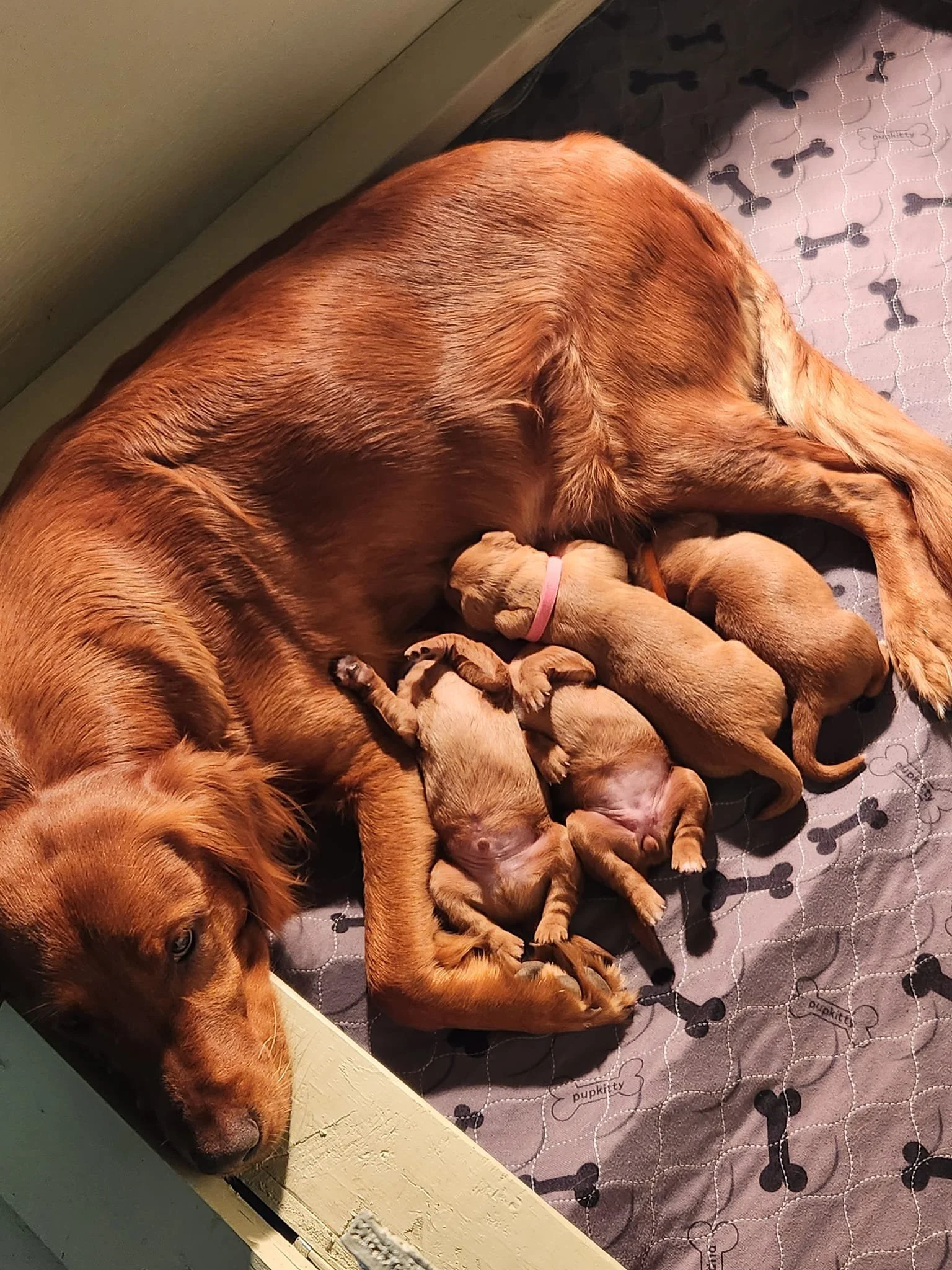 A mother dog, likely a retriever, resting with her litter of five nursing puppies on a padded mat, with some puppies wearing colored collars.