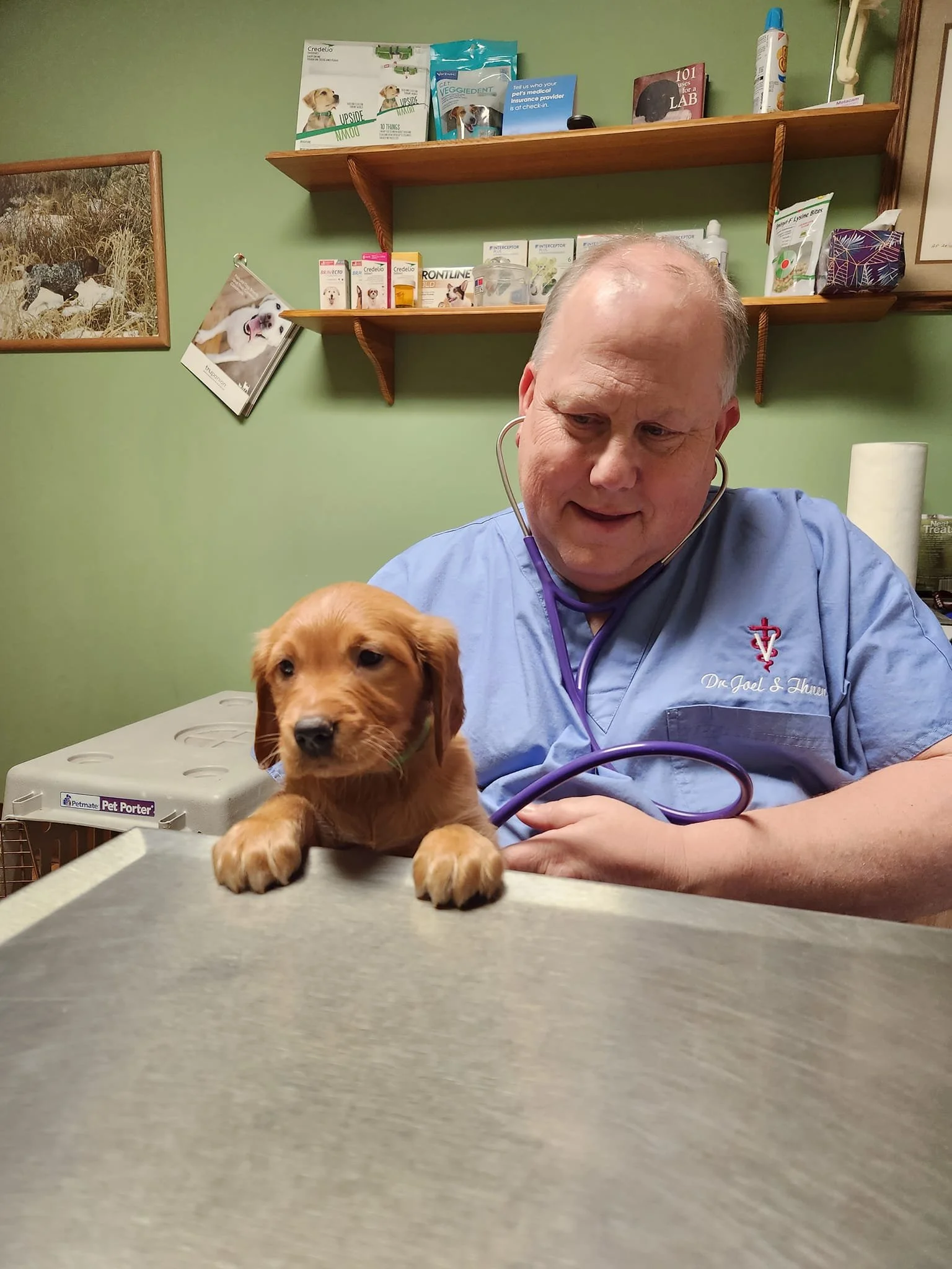 A veterinarian in scrubs with a stethoscope holding a brown puppy on an examination table in a clinic room. Shelves with pet supplies and a framed photo of a dog on the wall are in the background.