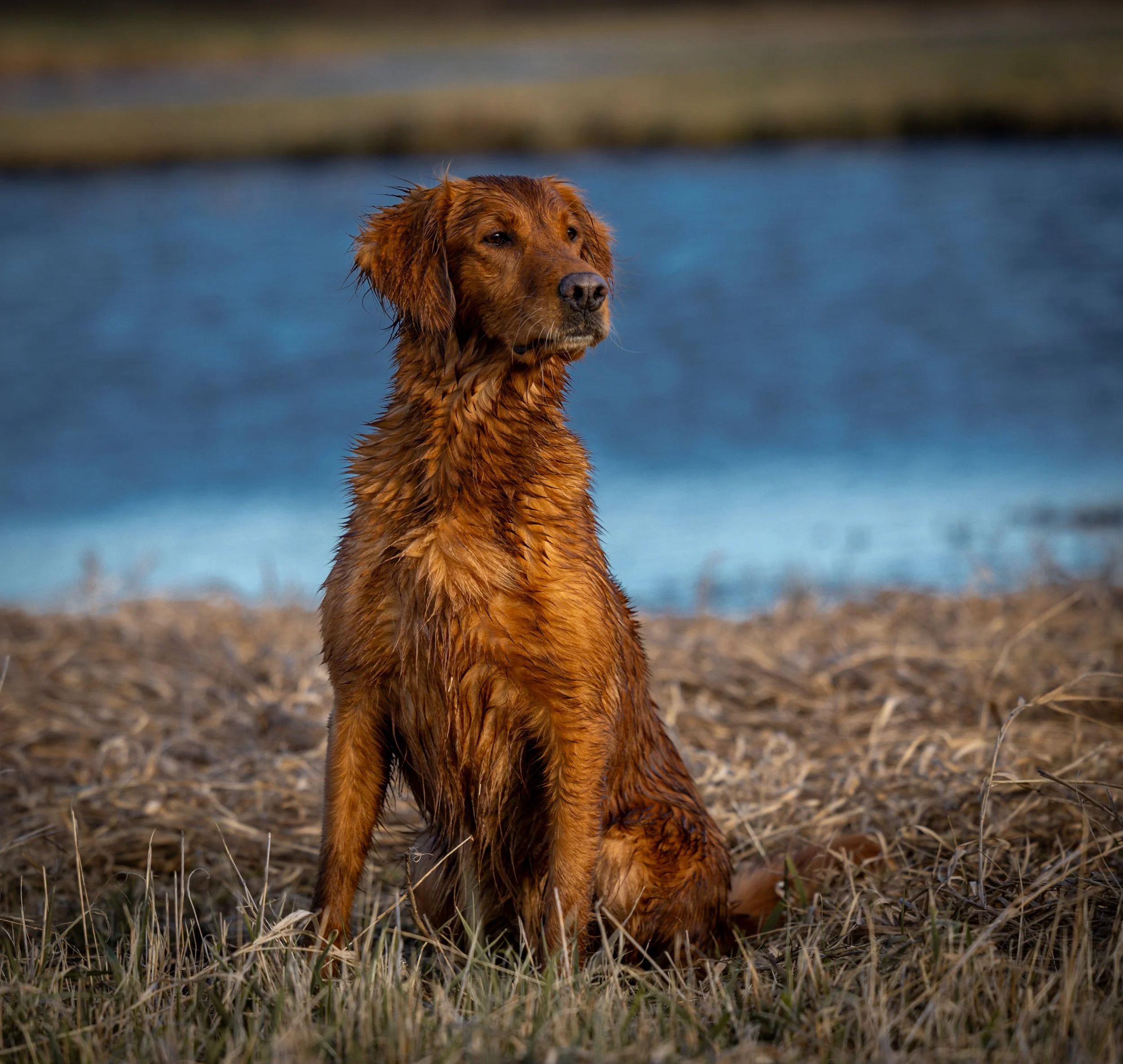 Wet brown dog sitting on dry grass near a body of water, looking into the distance.