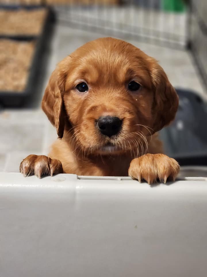 A brown puppy with floppy ears and dark eyes looking over a surface with its paws resting on the edge.