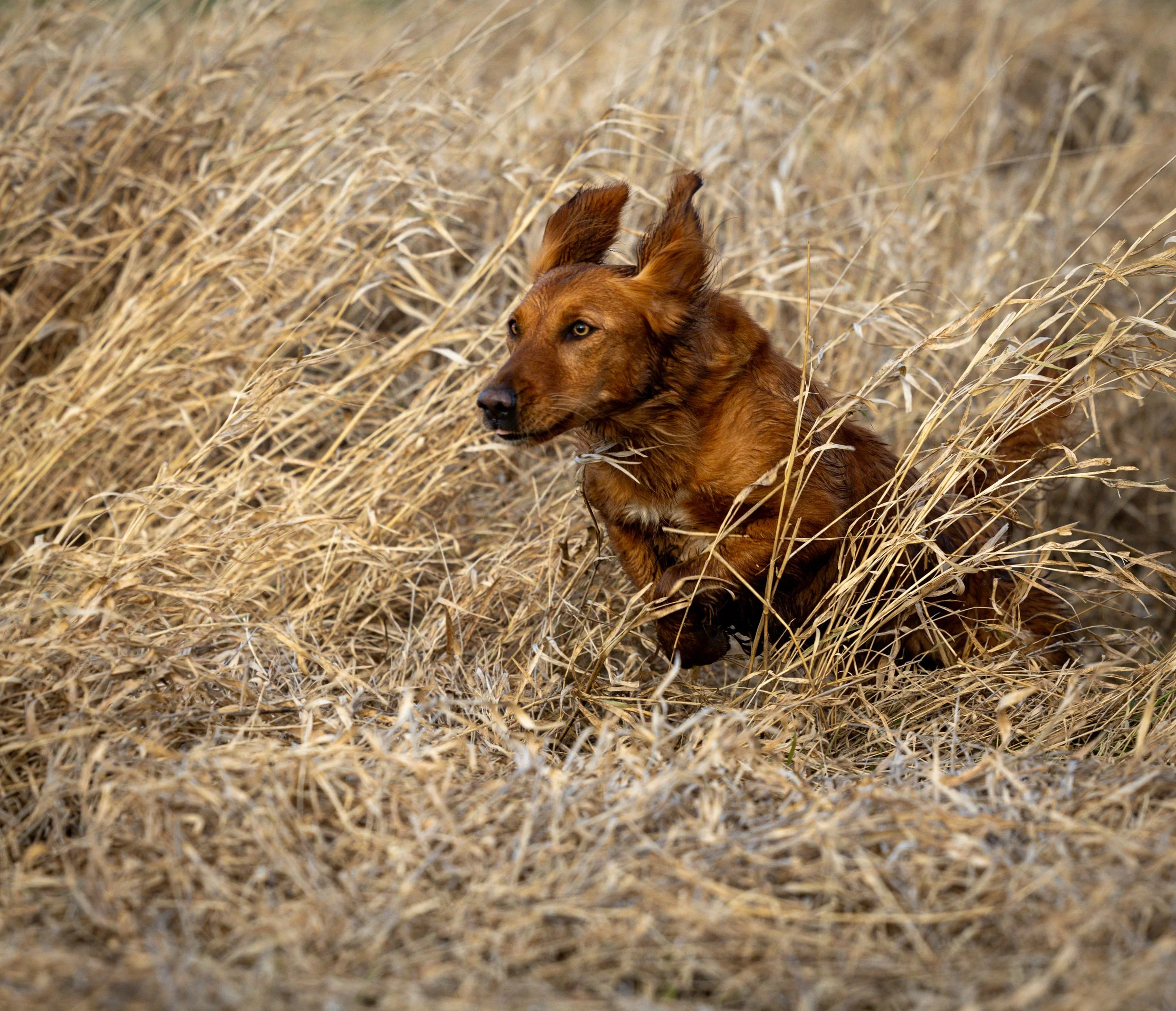 A brown dog running through tall, dry grass in a field.