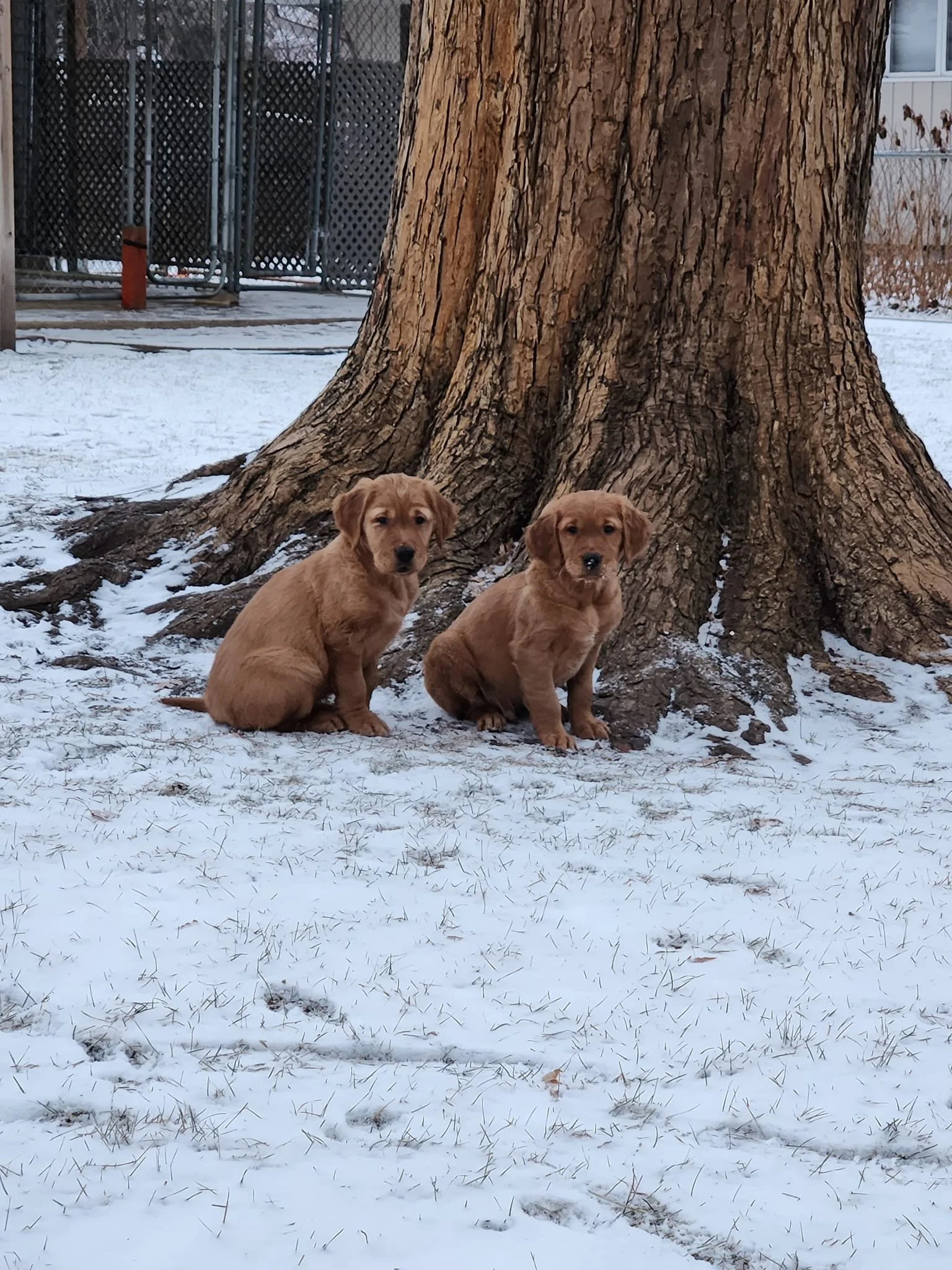 Two golden retriever puppies sitting in the snow near a large tree trunk in a backyard.