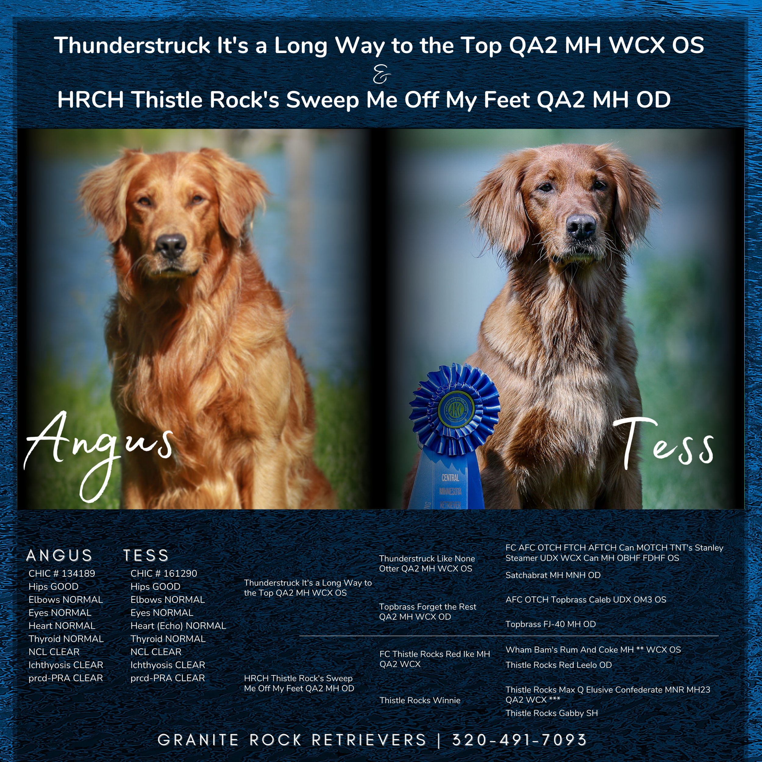 A dog show photo featuring two retrievers, Angus and Tess. Angus on the left has a reddish coat with a serious expression, and Tess on the right has a similar coat with a blue ribbon in front, indicating she won a prize. The background is outdoor with a natural setting.