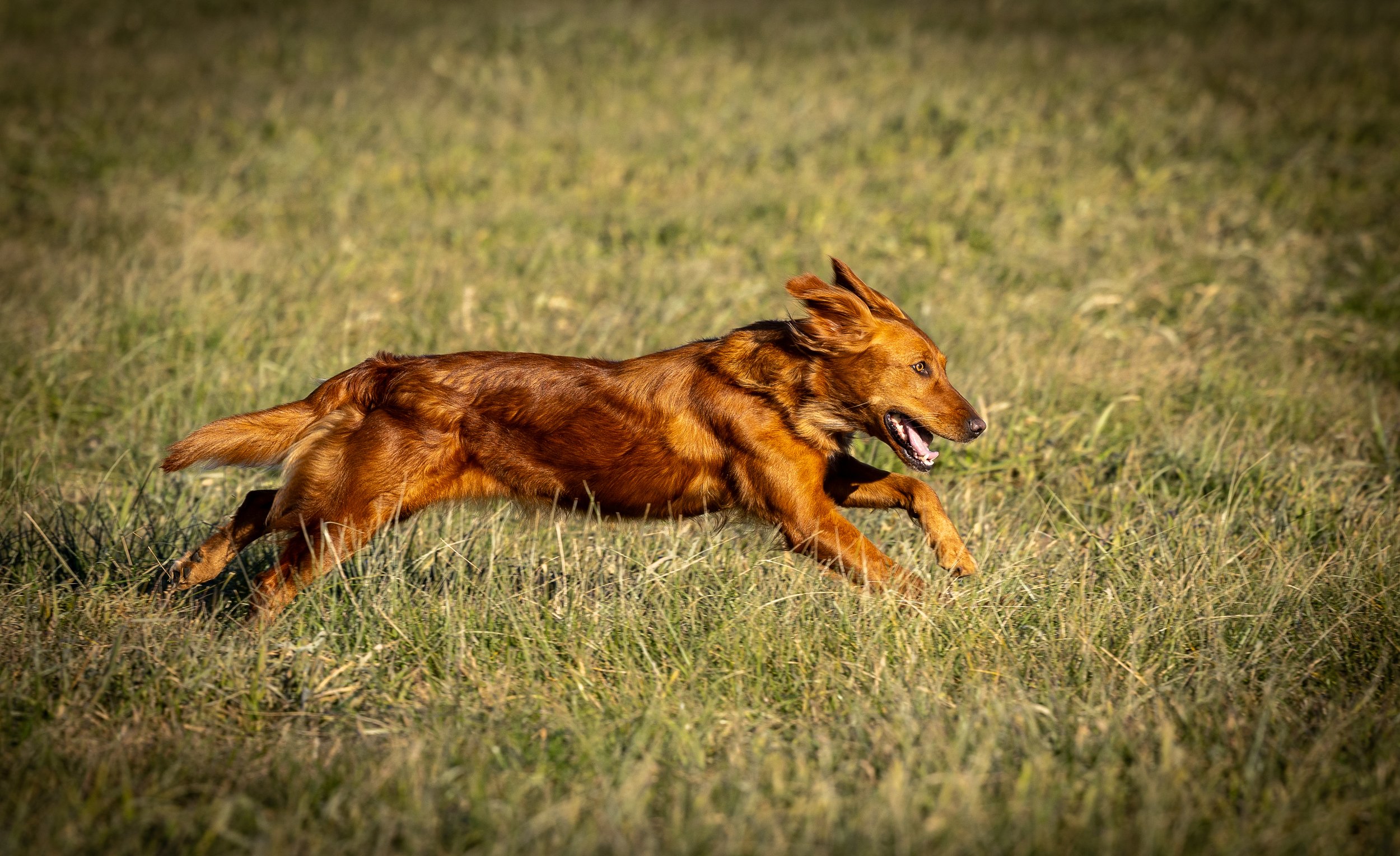 A golden retriever running through a grassy field with an energetic expression