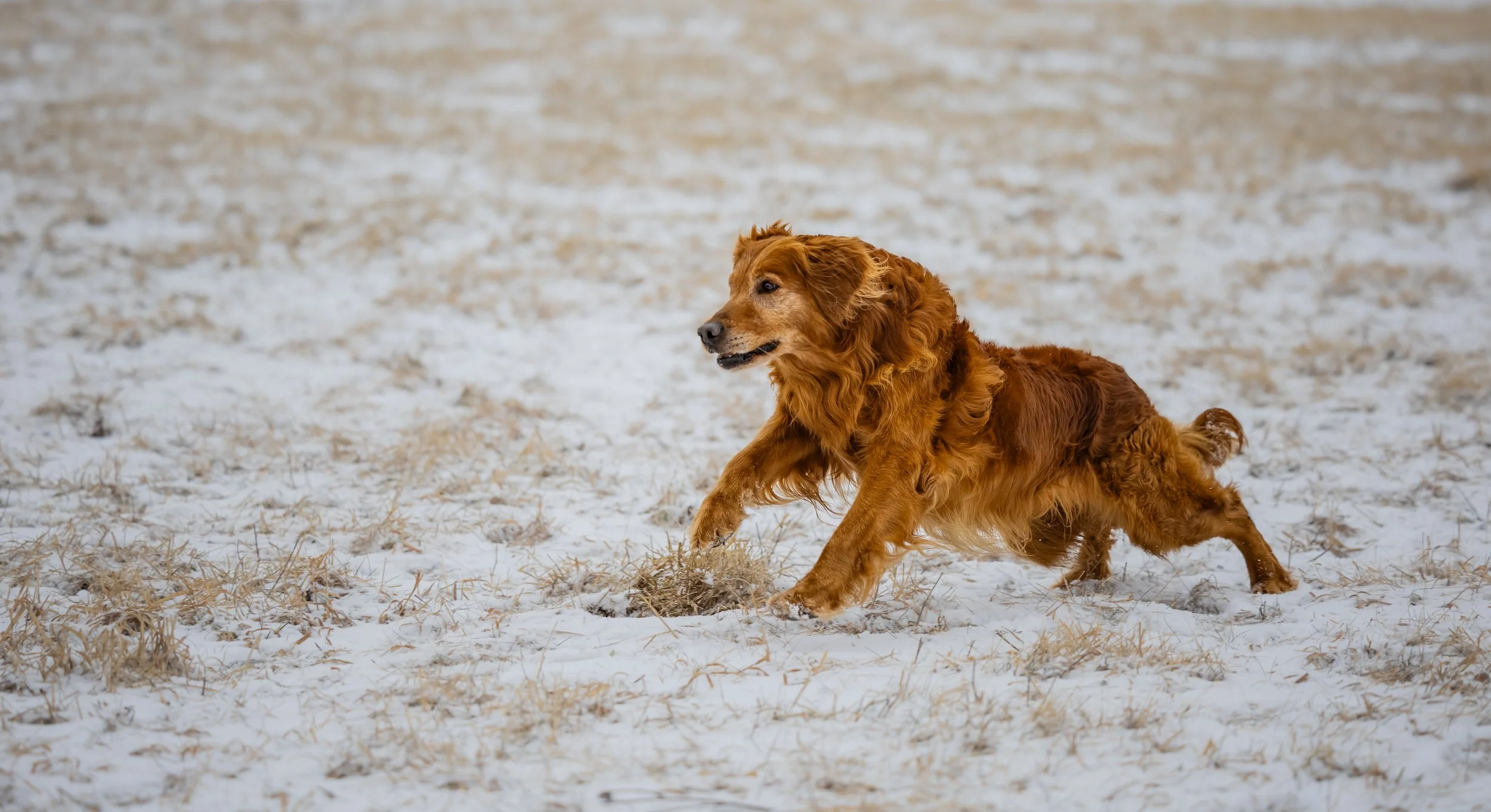 A golden retriever puppy lying on snow-covered ground outdoors.