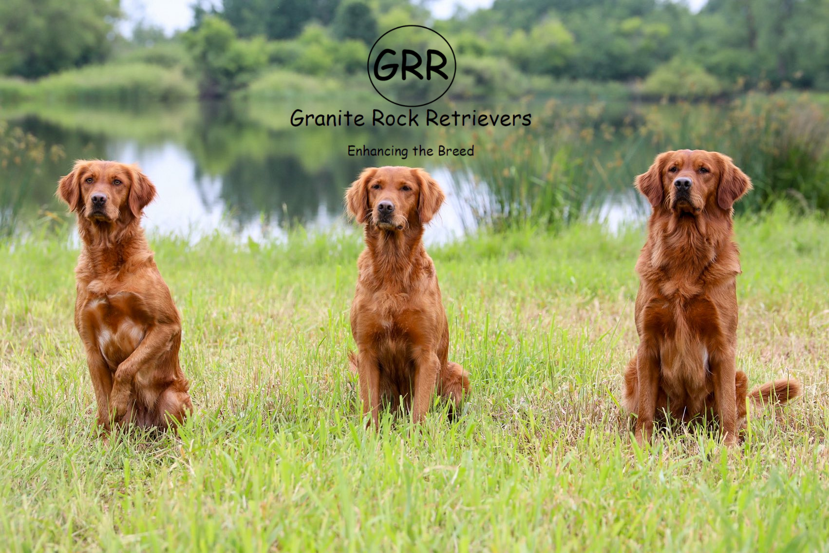 Three golden retrievers sitting on grass near a lake with trees in the background.