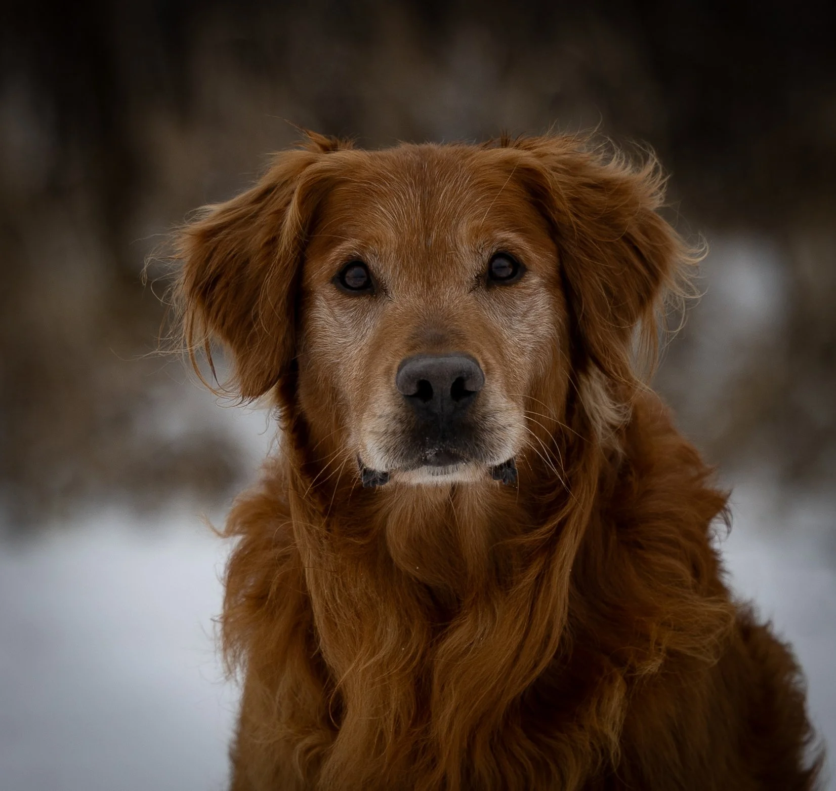 A golden retriever puppy sitting outdoors on dry grass with green bushes in the background.