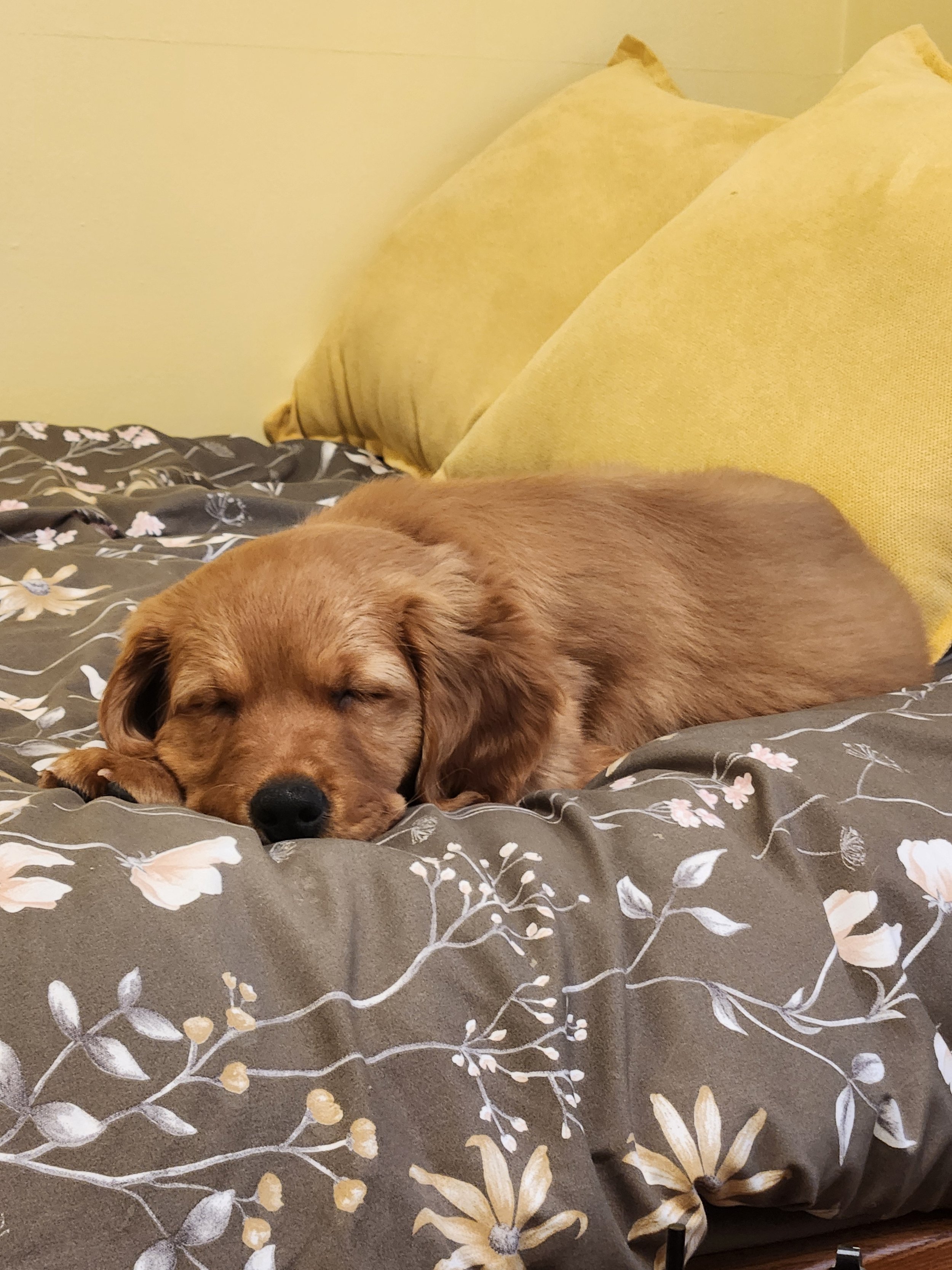A small brown puppy with long ears is sleeping on a bed with floral patterned sheets and yellow pillows in the background.