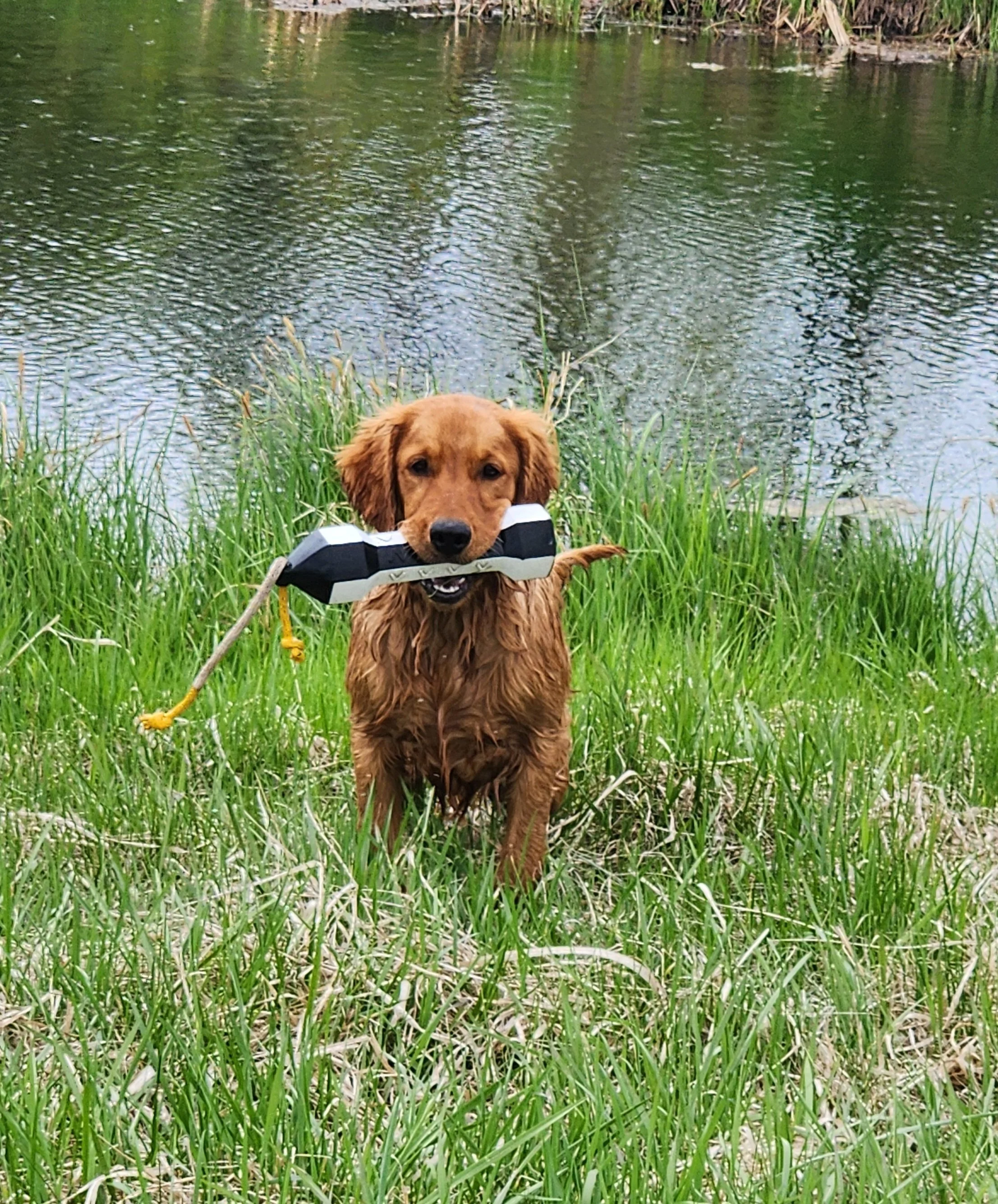 Dog standing in green grass near a body of water, holding a toy in its mouth.