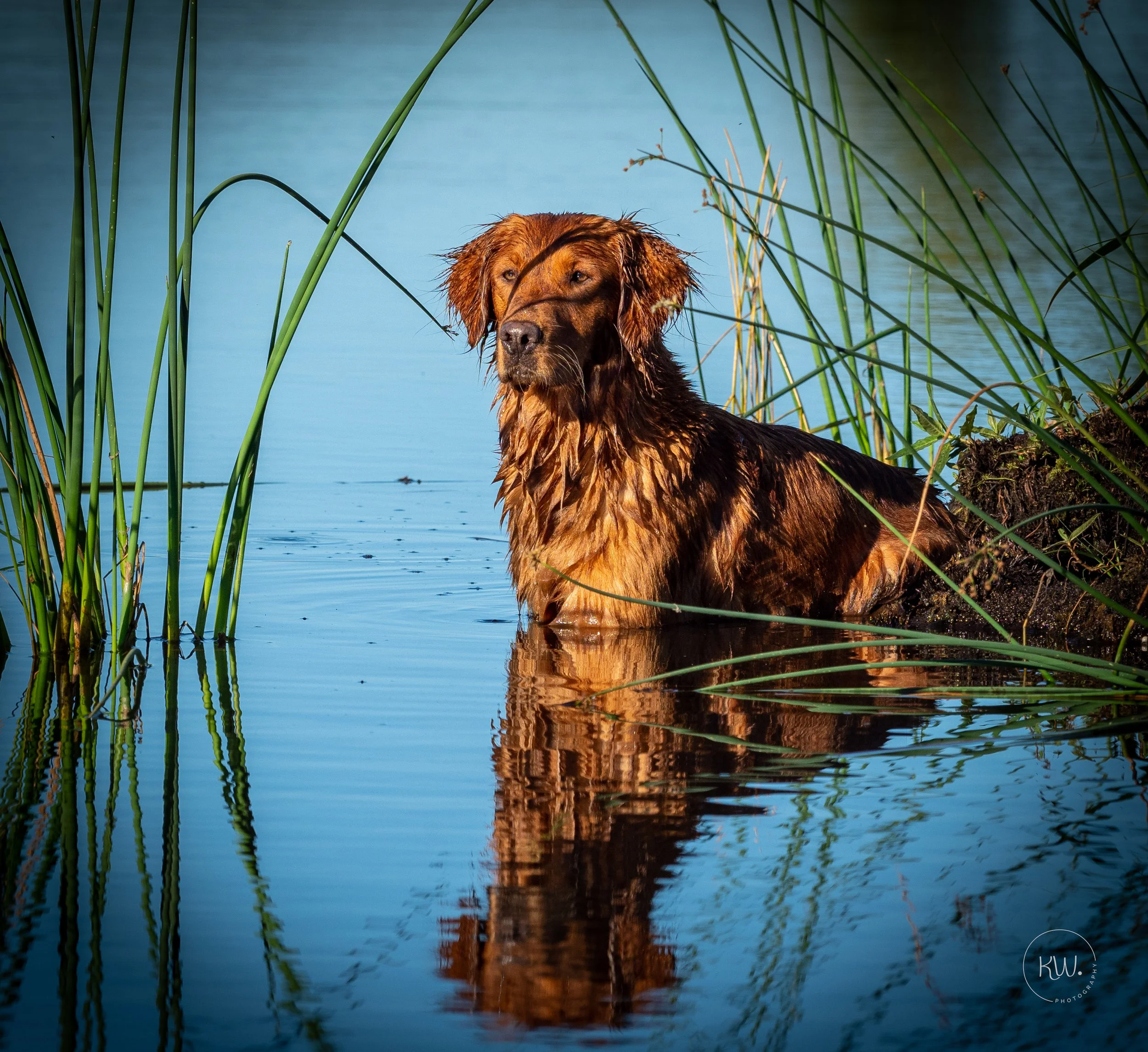 Dog standing in a body of water amidst green reeds