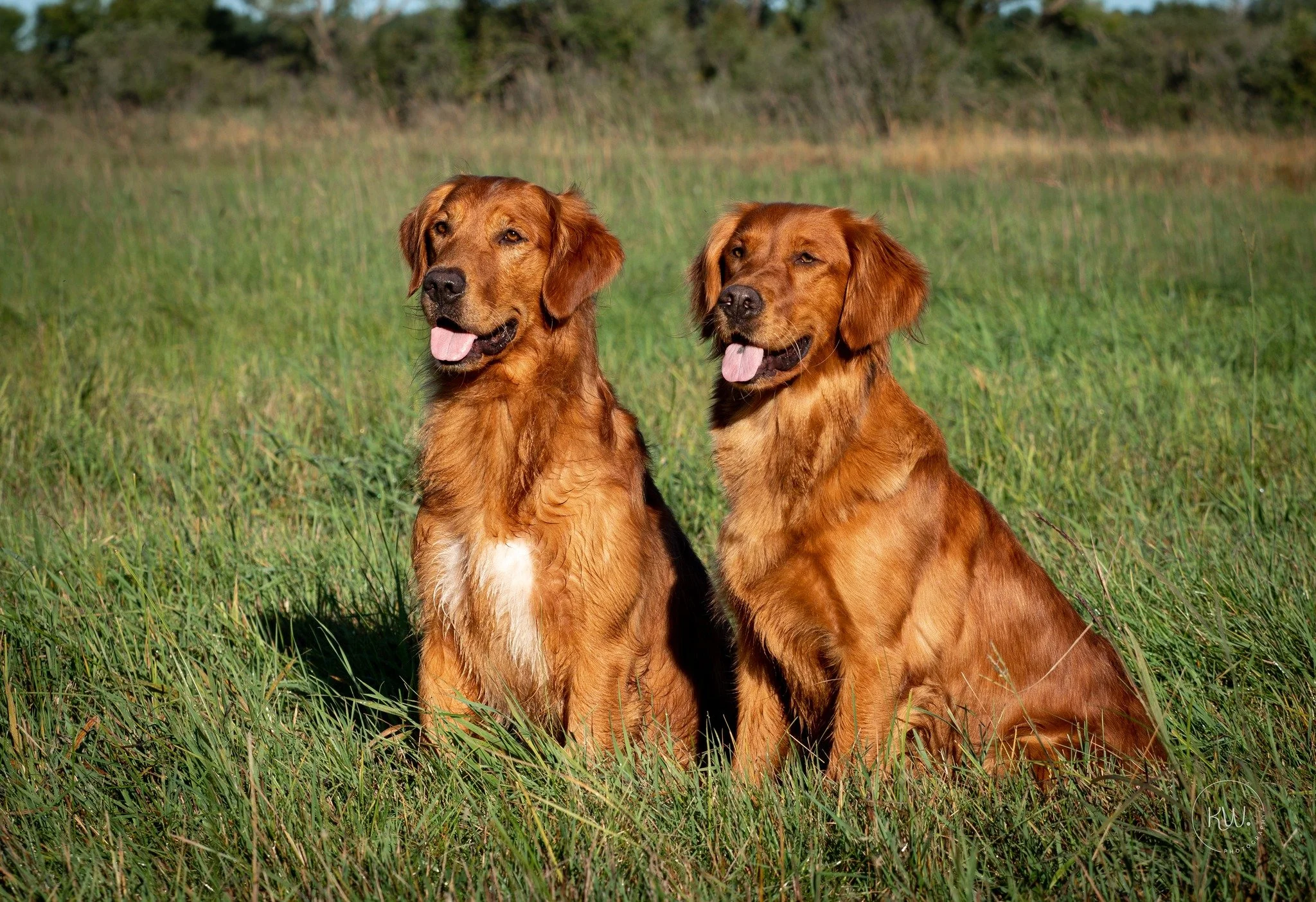 Two golden retriever dogs sitting in a grassy field with trees in the background, both dogs with their tongues out and facing forward.