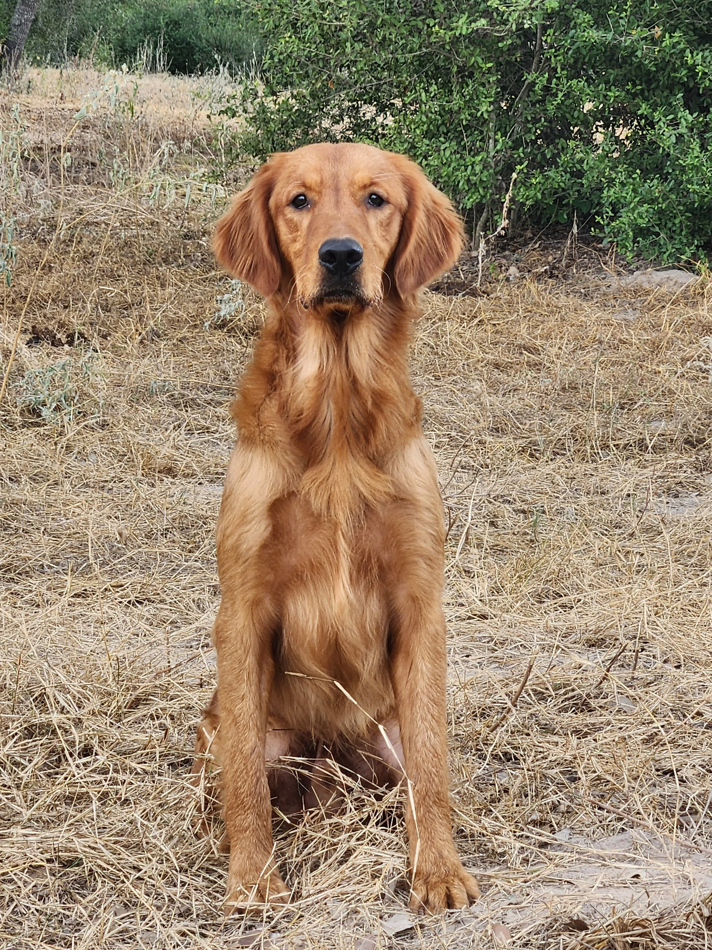 A golden retriever puppy sitting outdoors on dry grass with green bushes in the background.