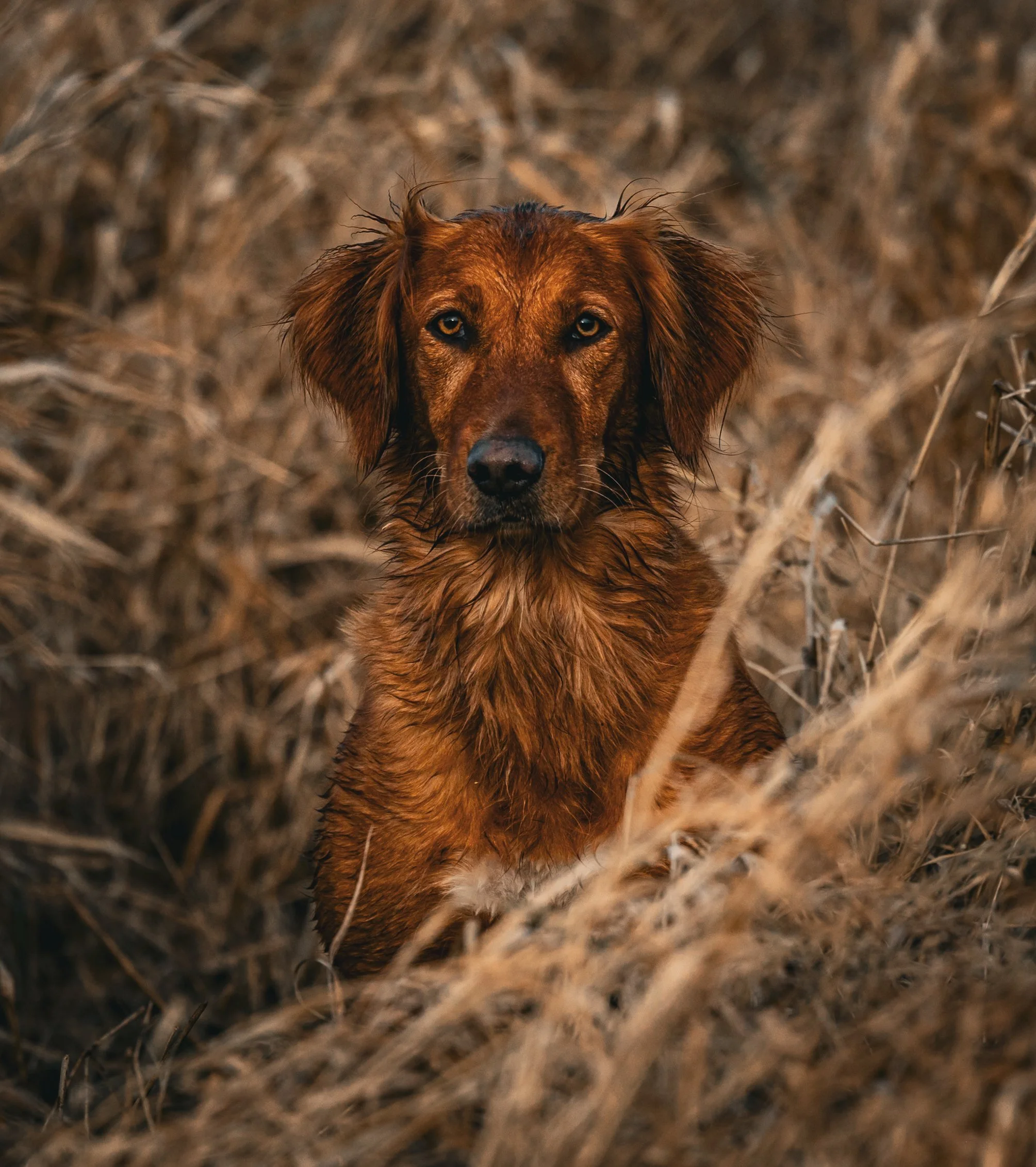A wet brown dog with long ears standing among dry grass and bushes.