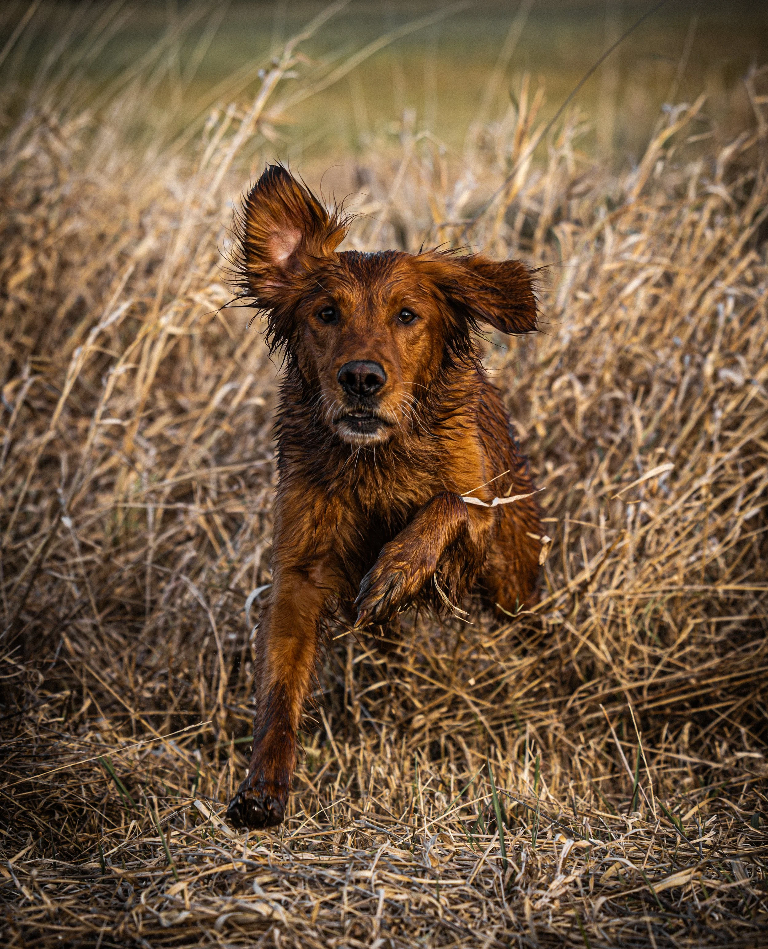 A wet, reddish-brown dog running through dry grass in a field.