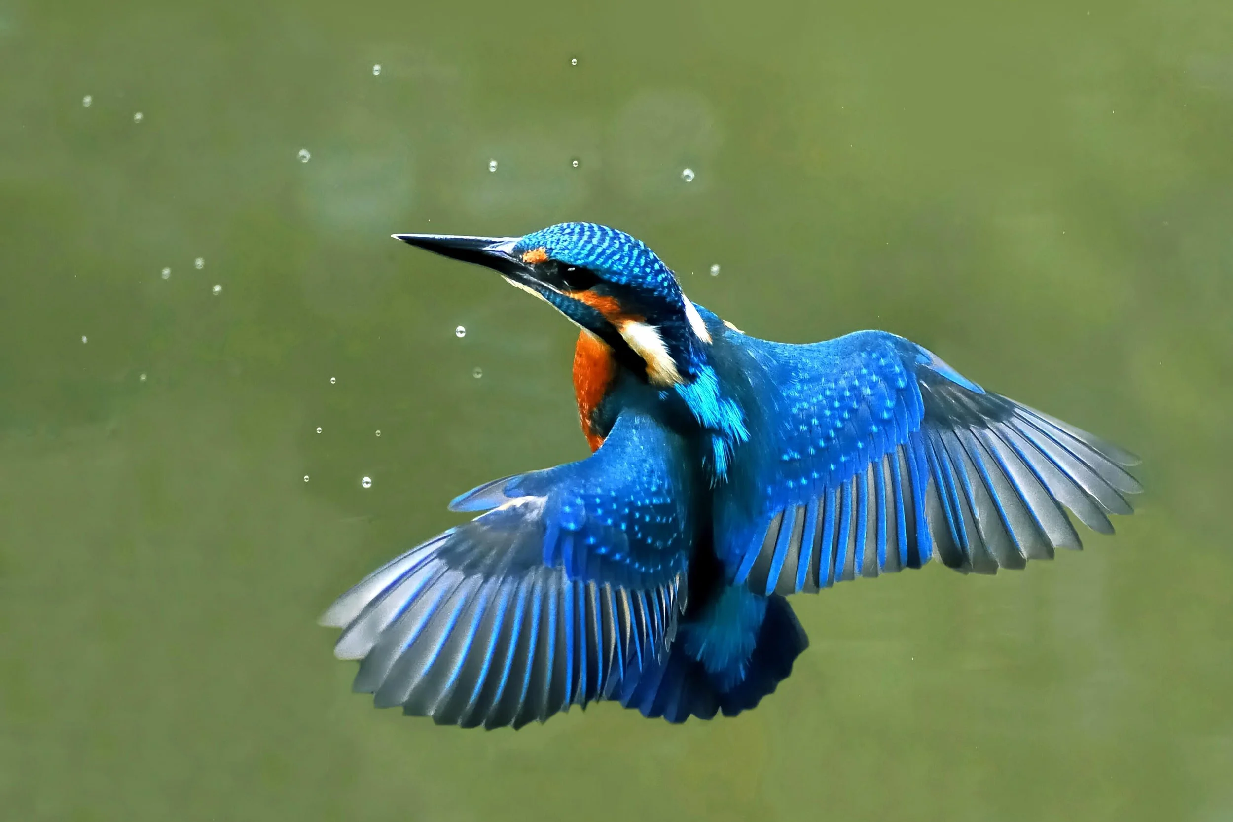 Kingfisher 