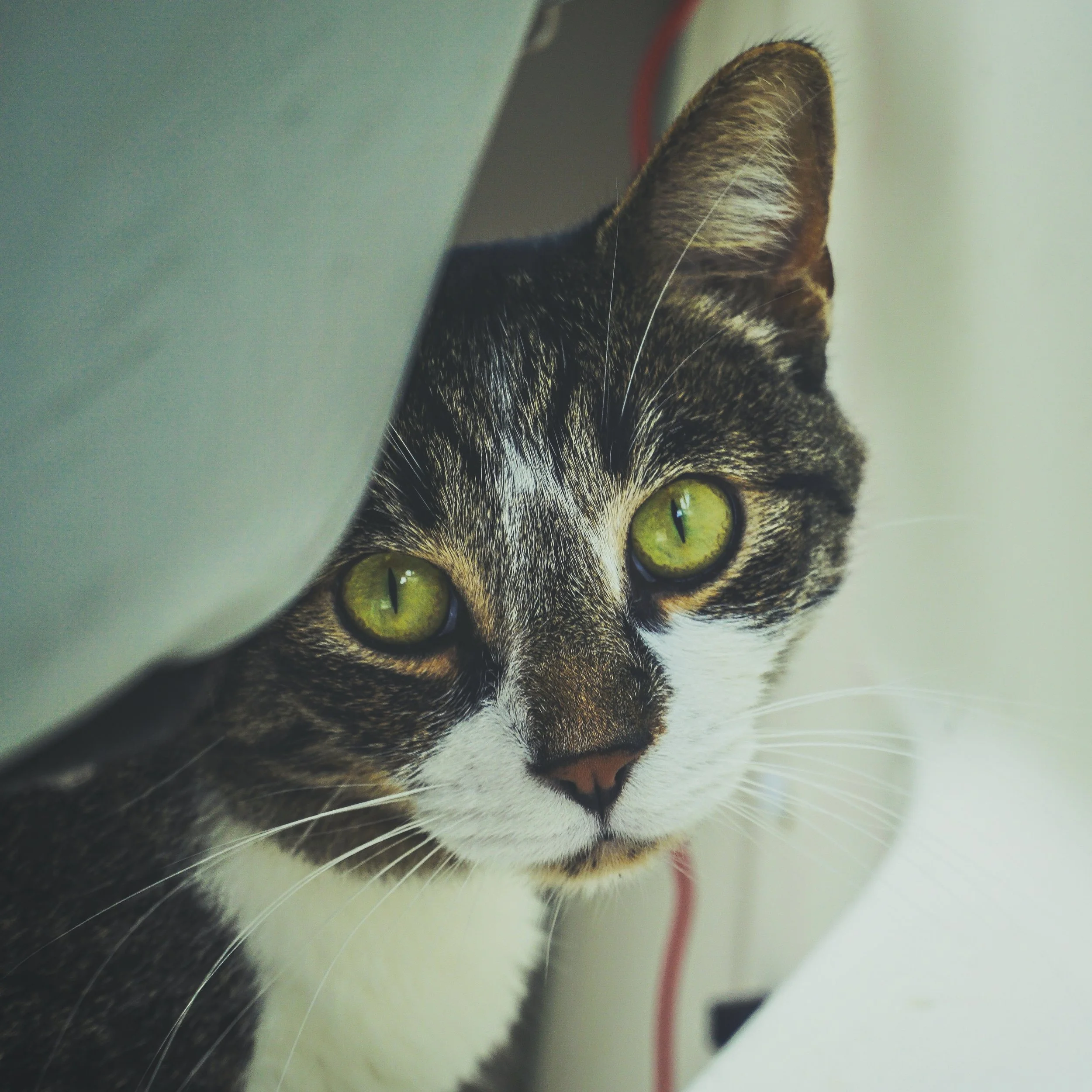 marine engine service Vancouver Island, BC