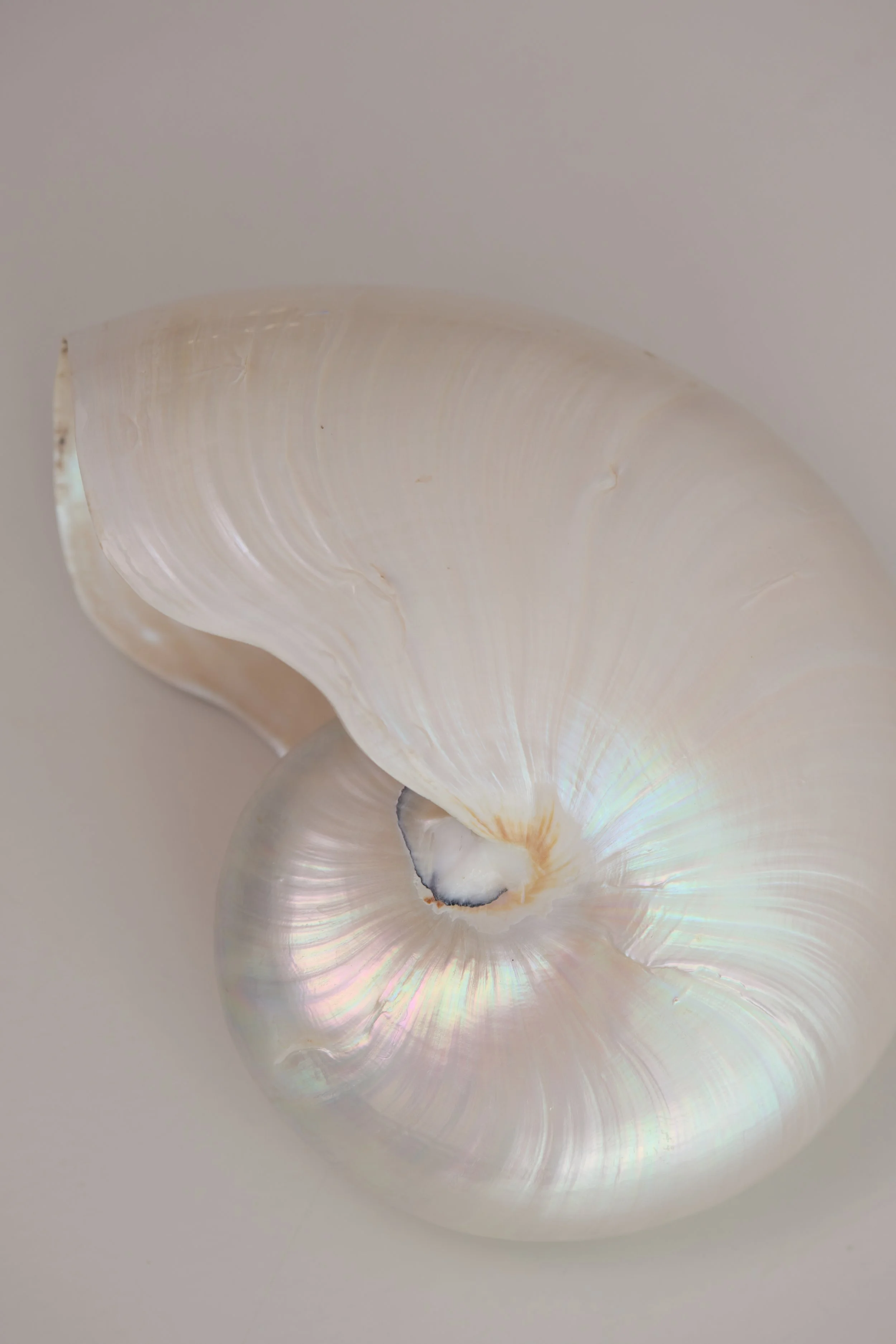 Close-up photo of a white, iridescent seashell with spiral shape, showing smooth and shiny surface.