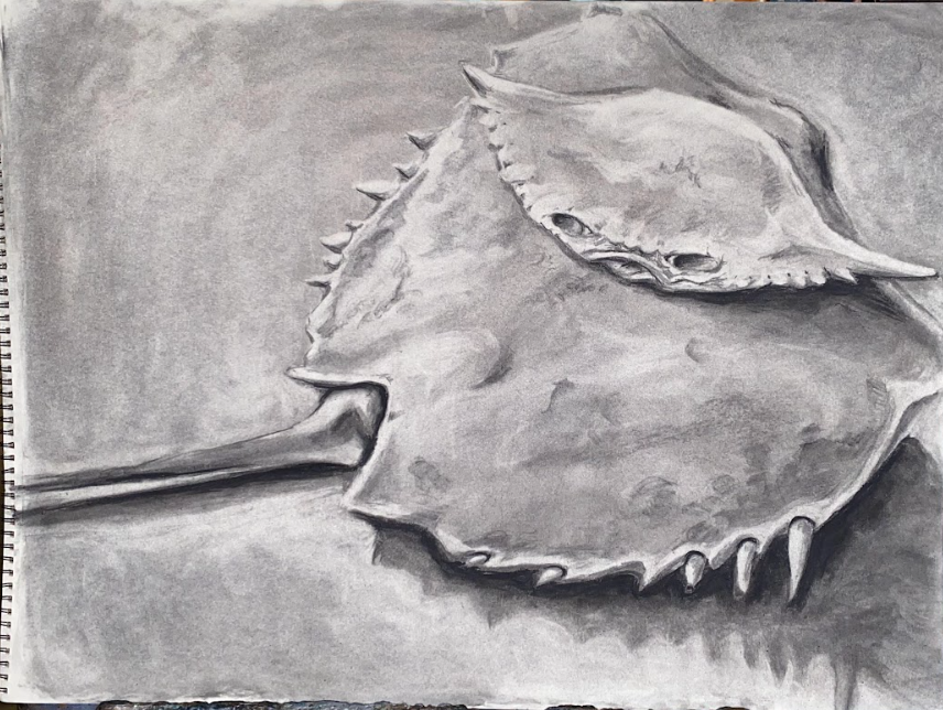 Untitled 
Charcoal on paper
2024