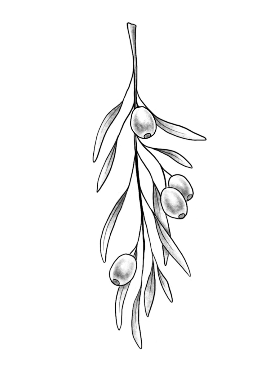 Olive Branch Tattoo Design, Procreate, 2025