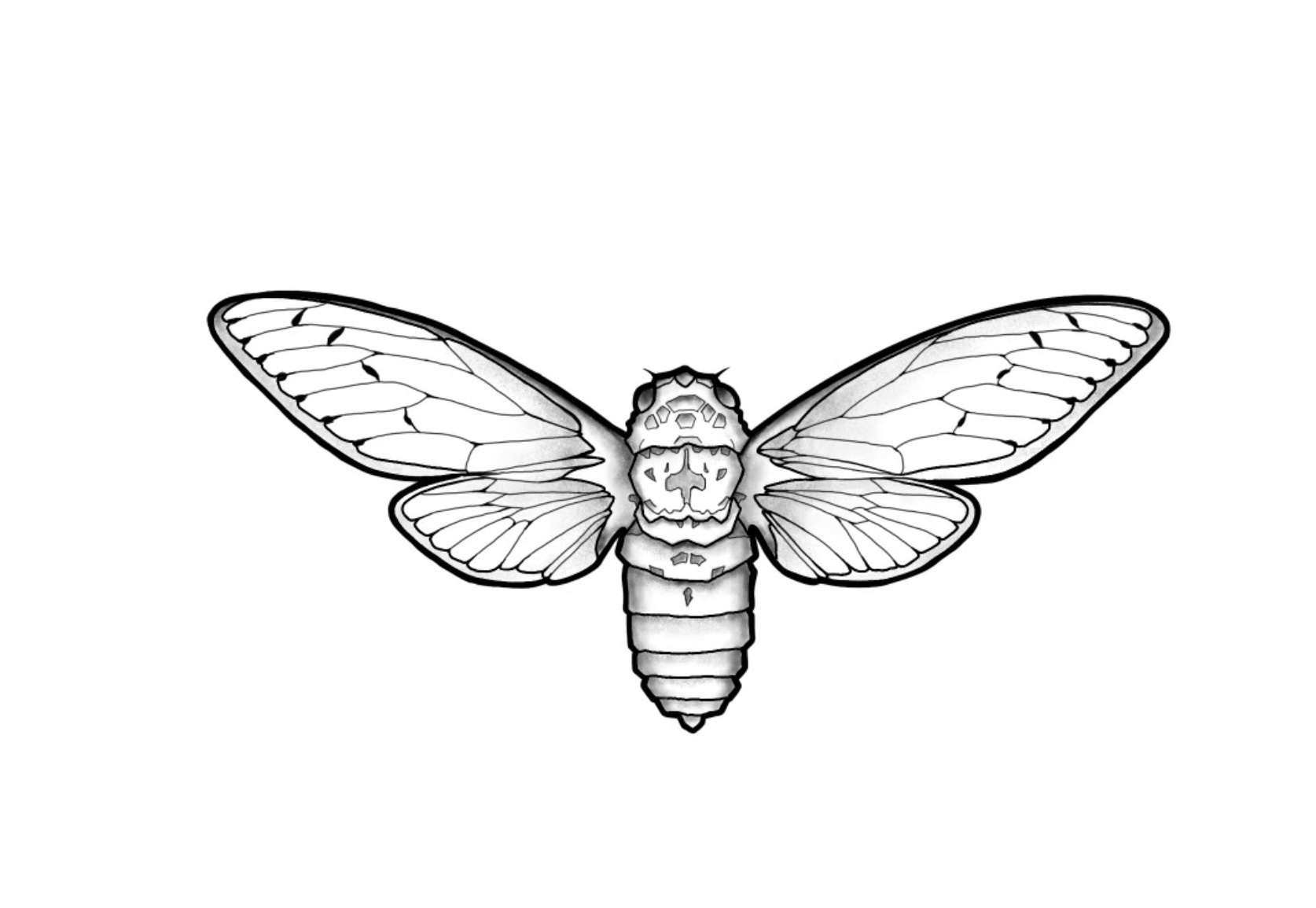 Cicada Tattoo Design
2024