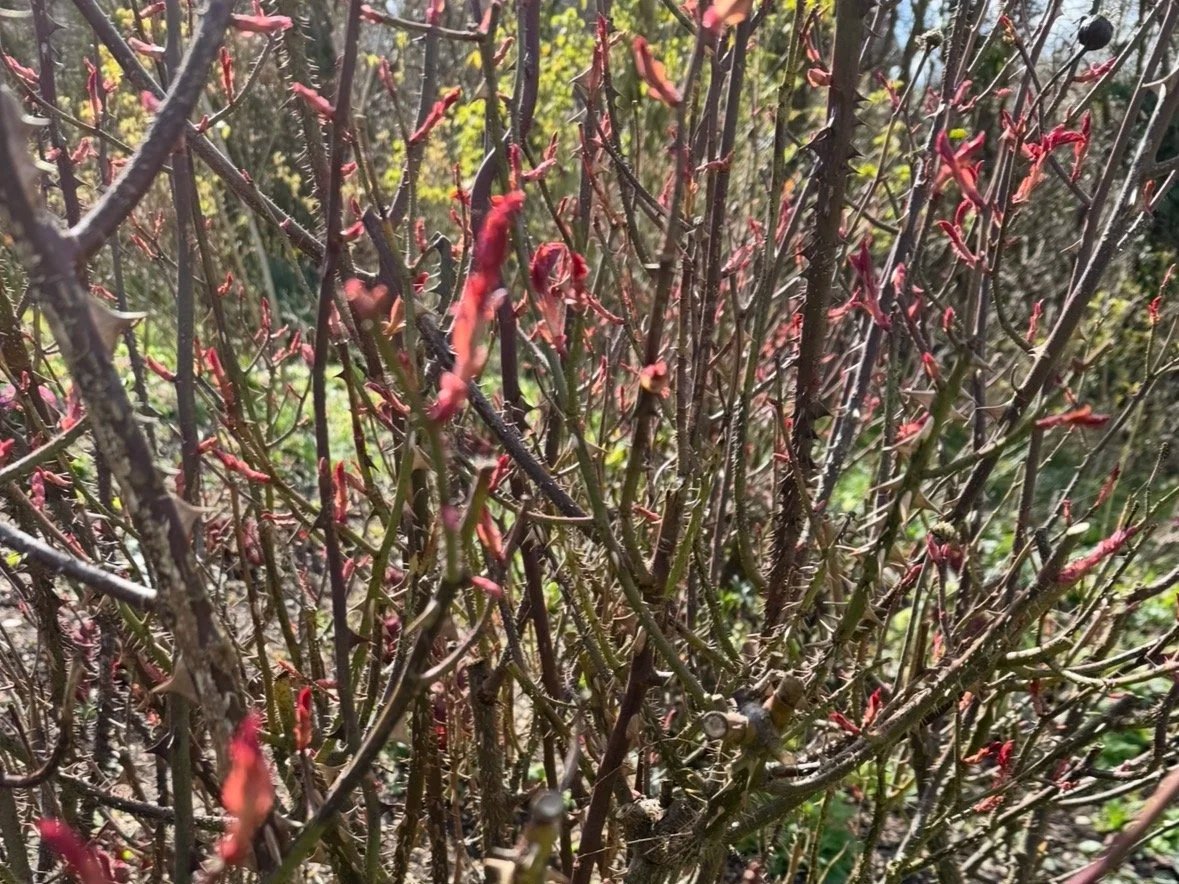 Pruning Roses - Teaching About Overwhelm