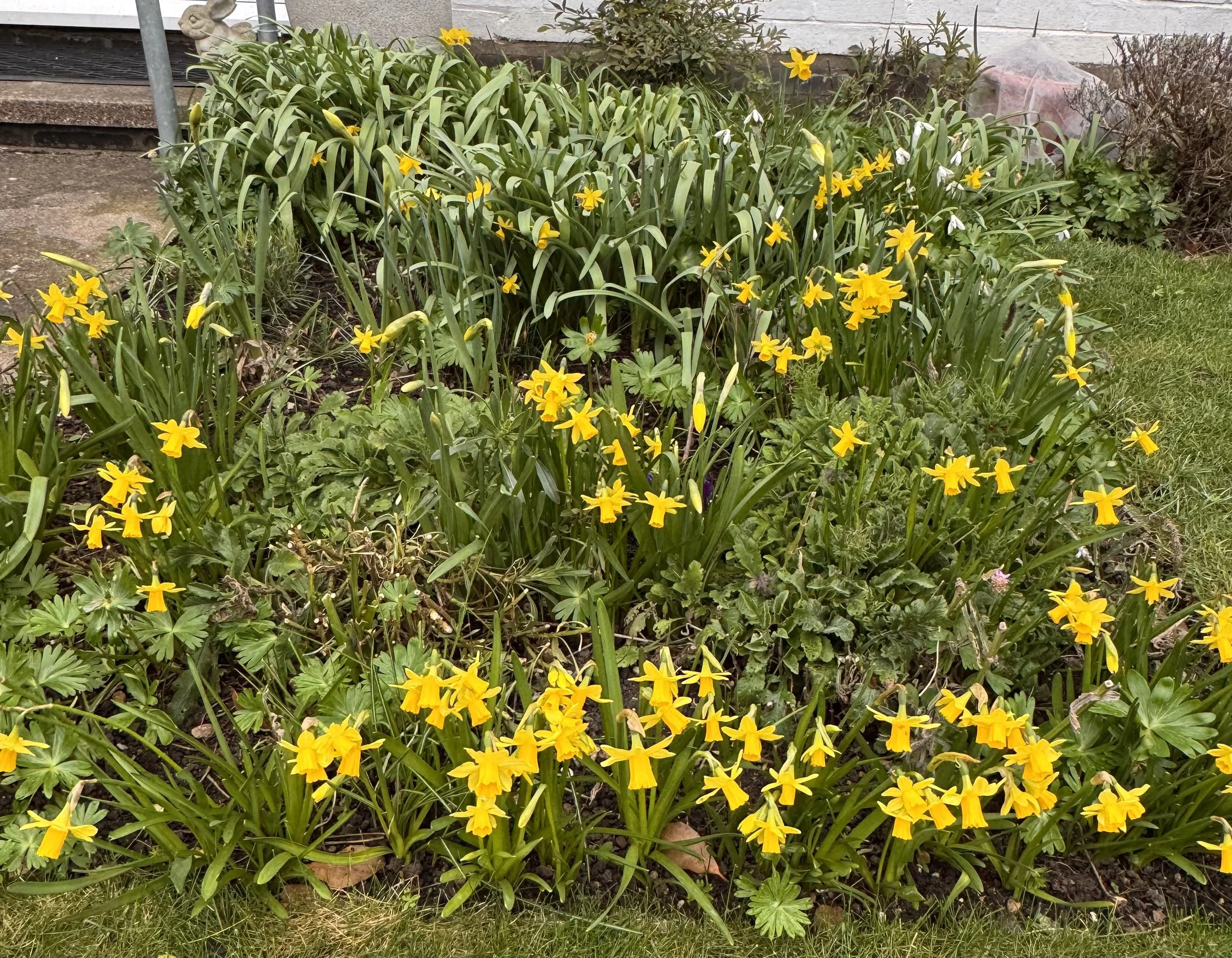 Mothering Sunday - Honour and Gratitude for all Mothers including Mother Earth